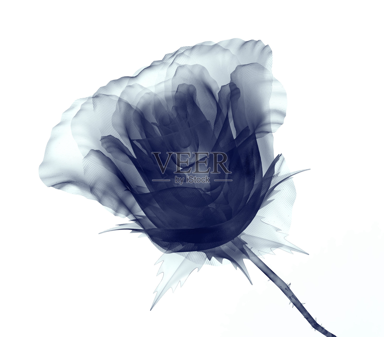 x射线图像的一朵花孤立在白色，玫瑰照片摄影图片