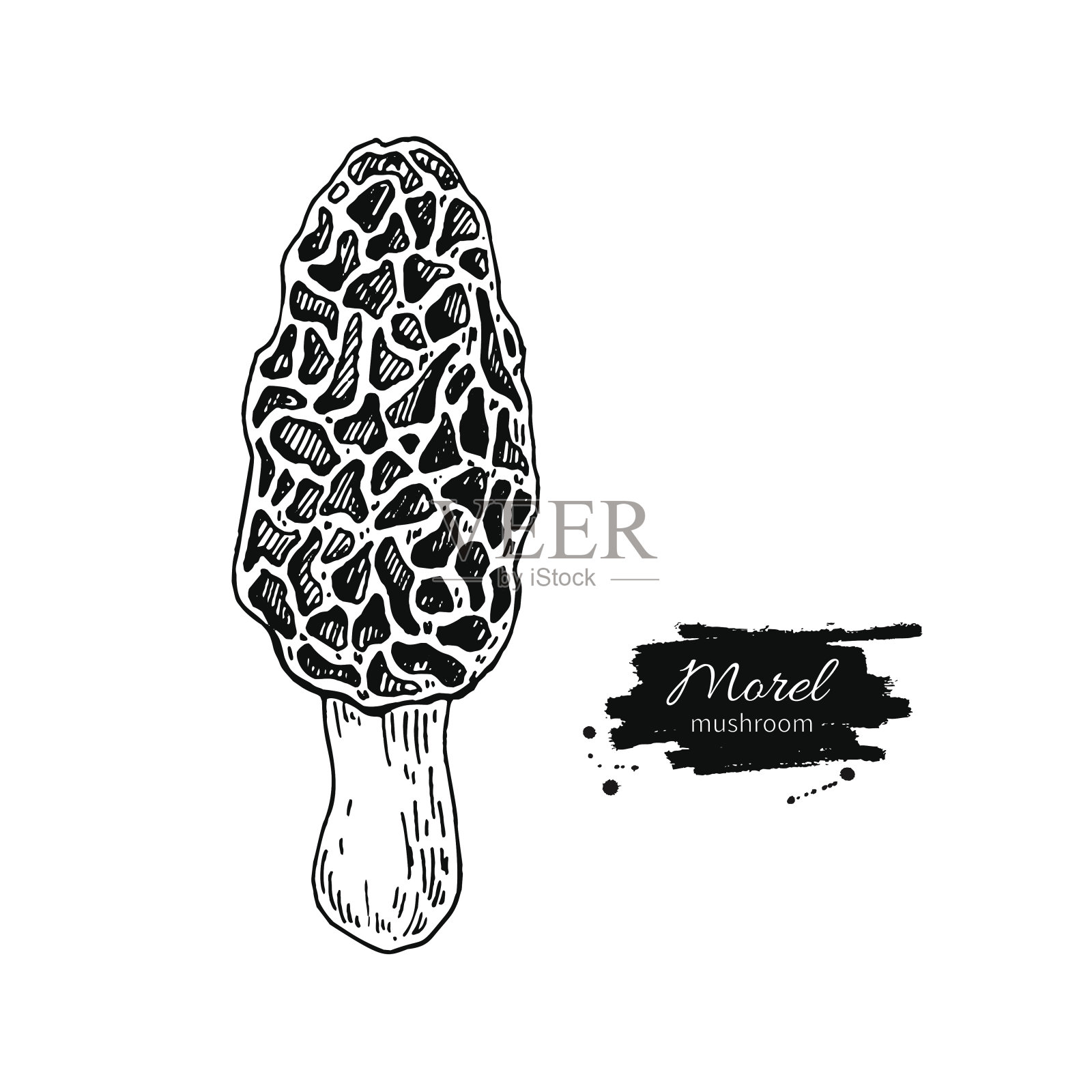莫雷尔蘑菇手绘矢量图。素描食品drawi设计元素图片