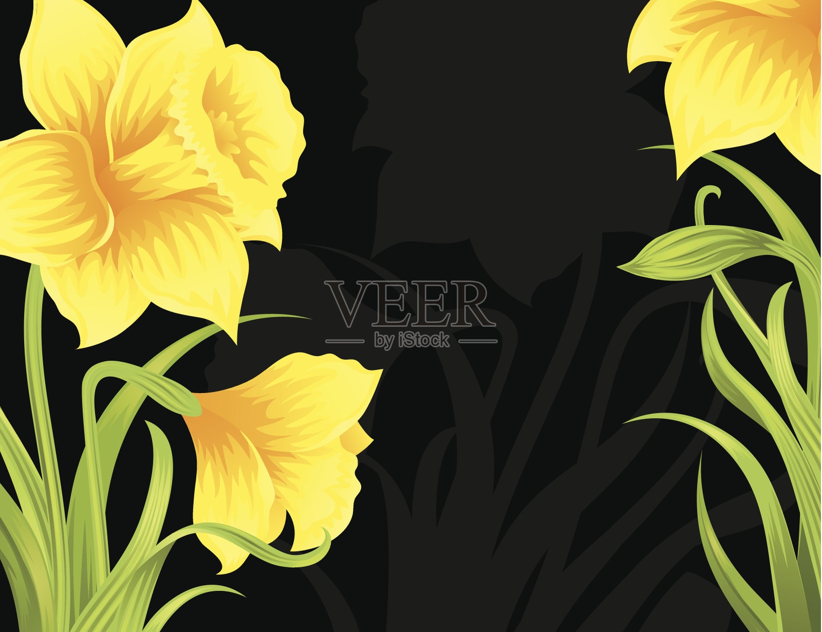 Daffodils。插画图片素材