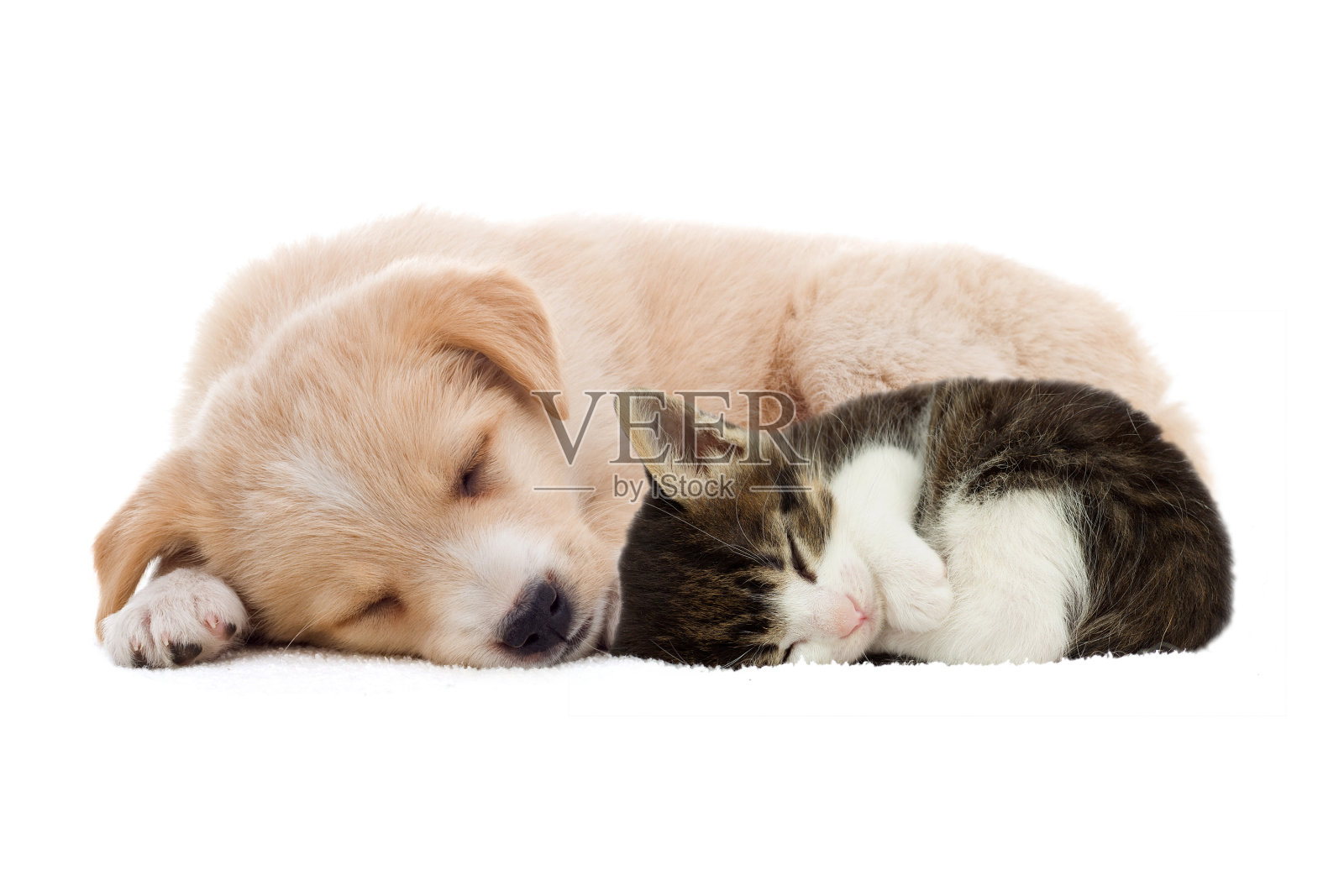小狗和小猫在睡觉照片摄影图片