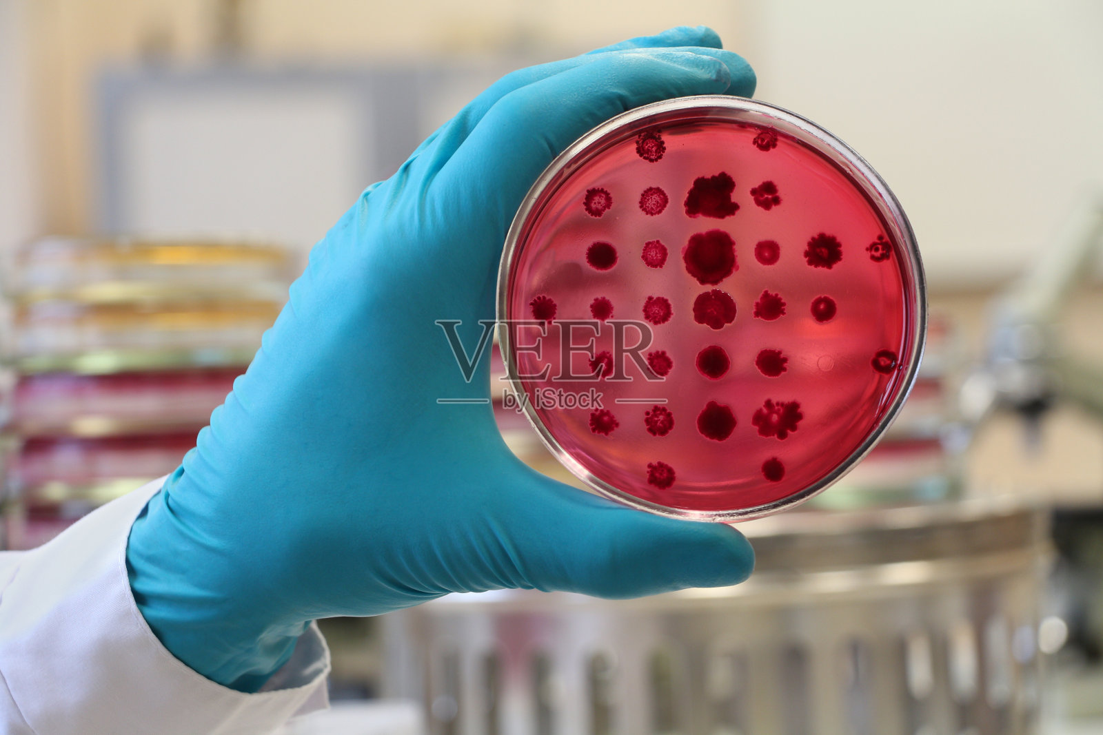 细菌学家拿着一个红色培养皿在实验室背景照片摄影图片