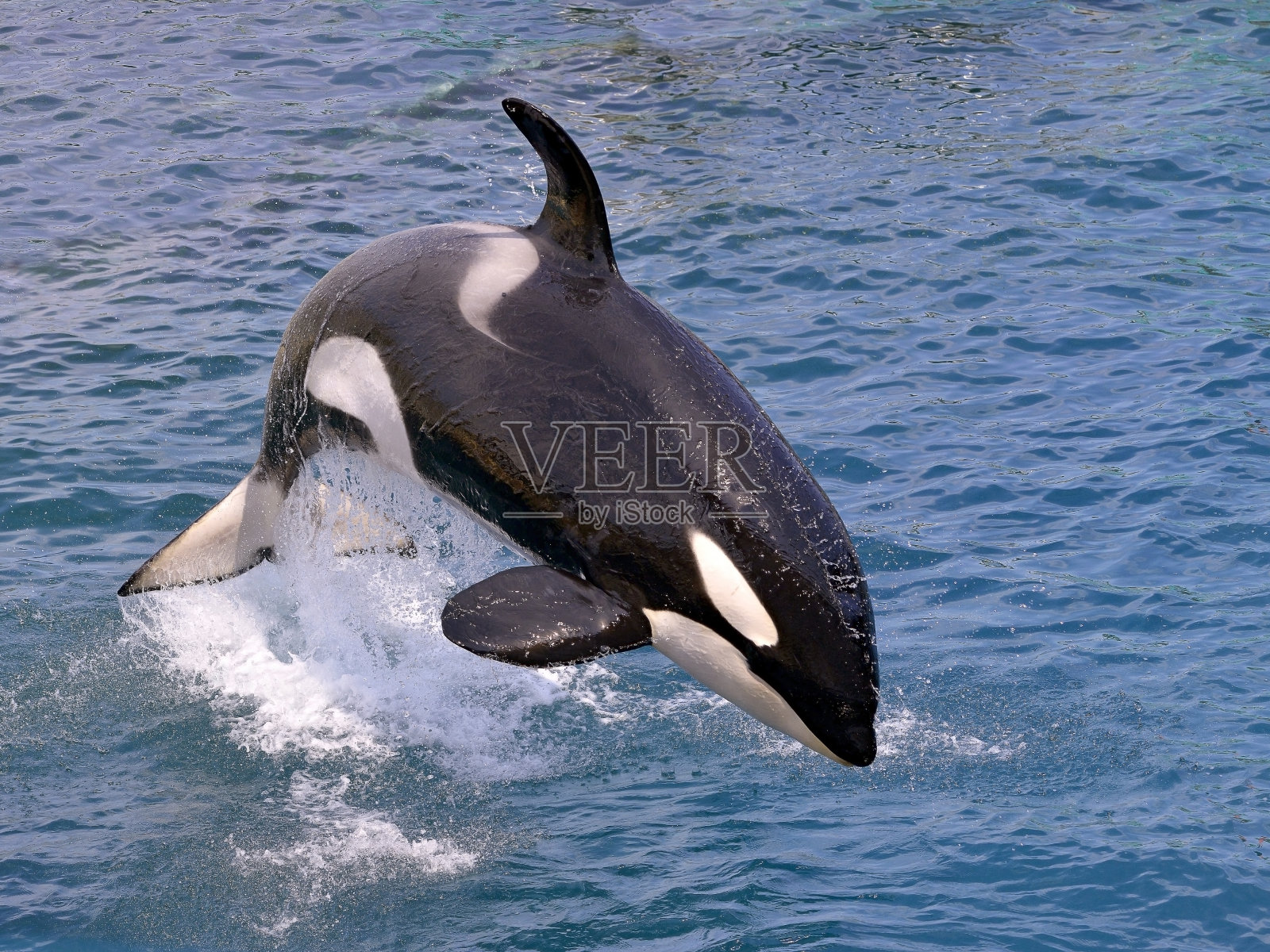 虎鲸跳出水面照片摄影图片