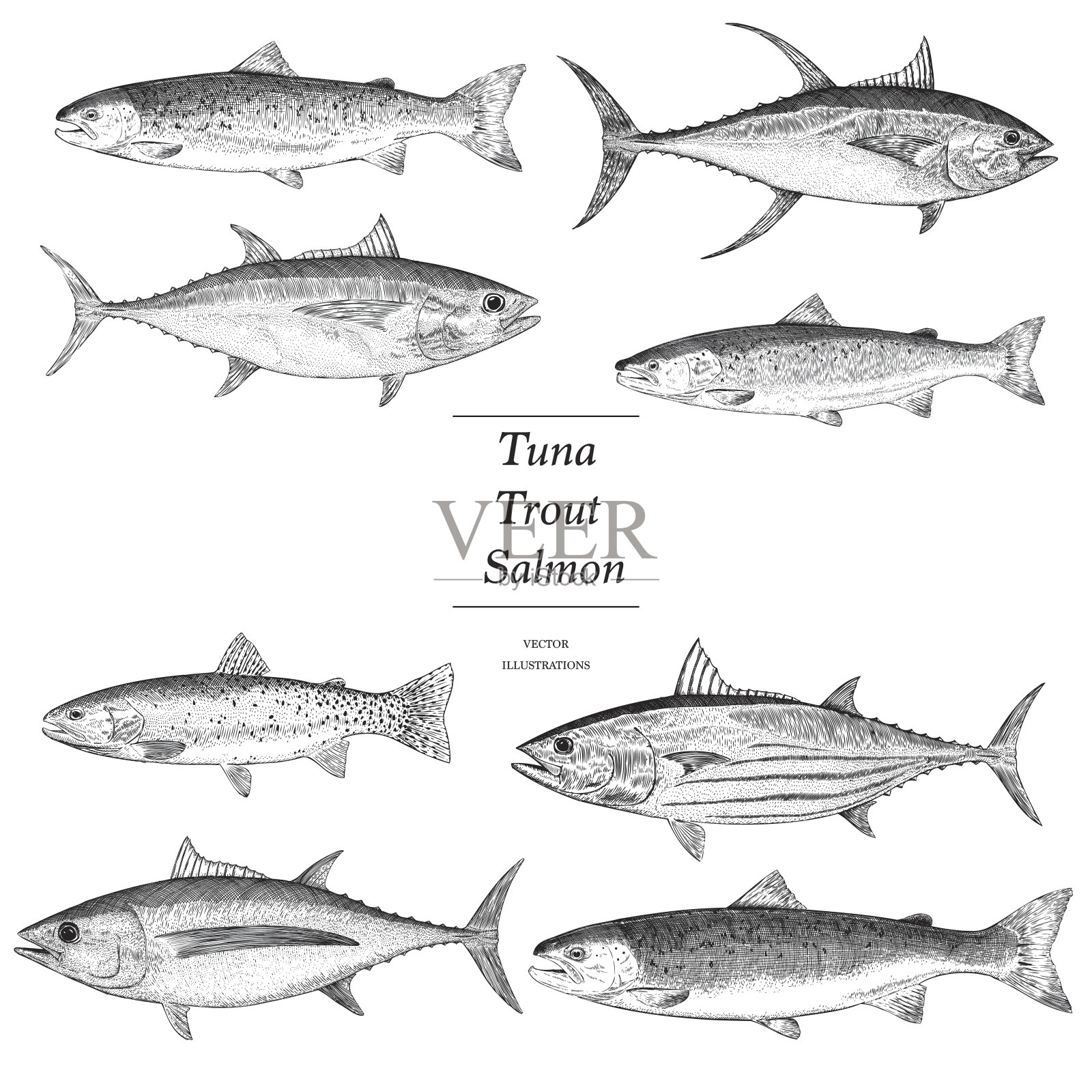 手绘鳟鱼，鲑鱼和金枪鱼插画图片素材