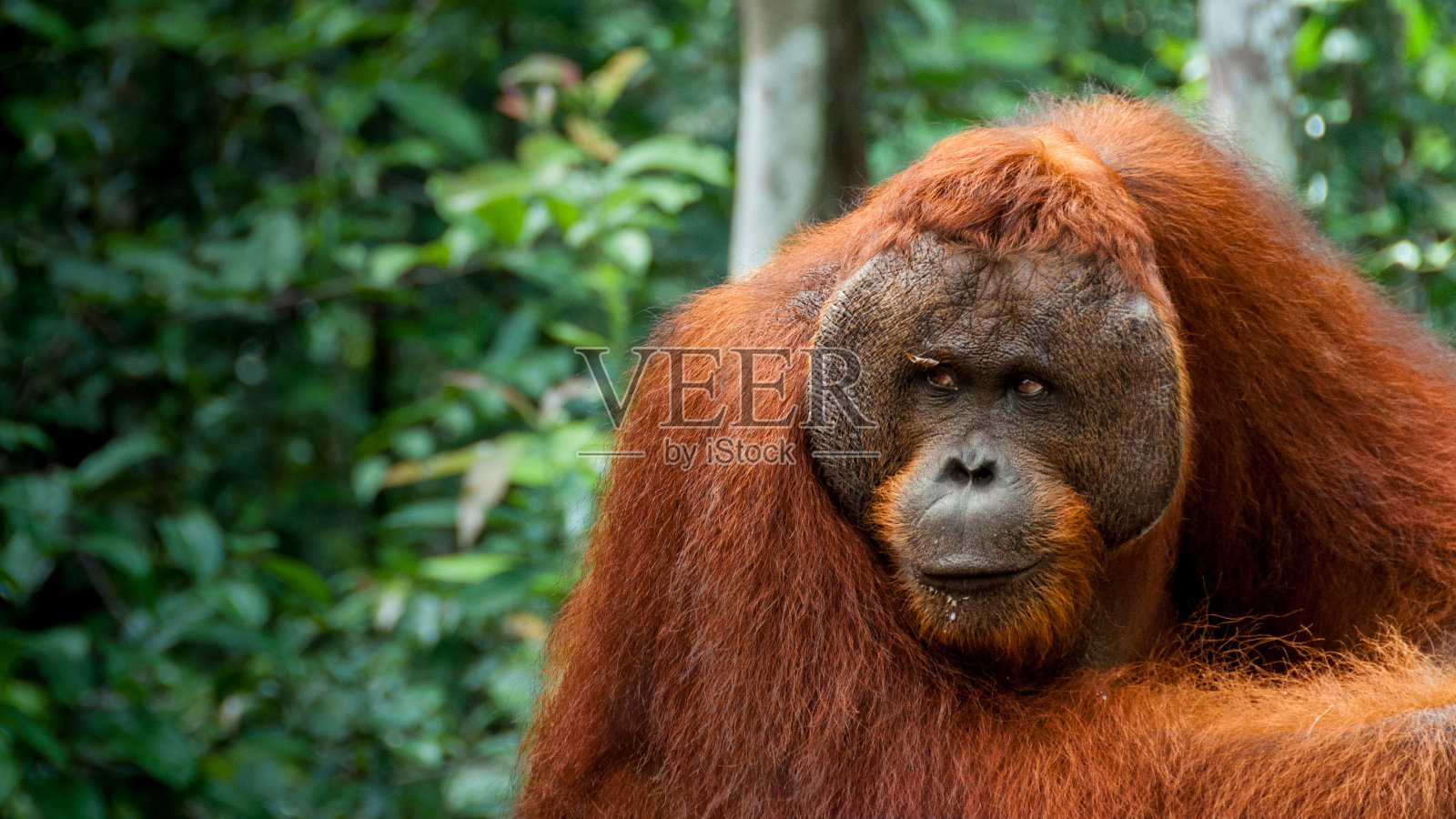 婆罗洲雄性阿尔法猩猩照片摄影图片