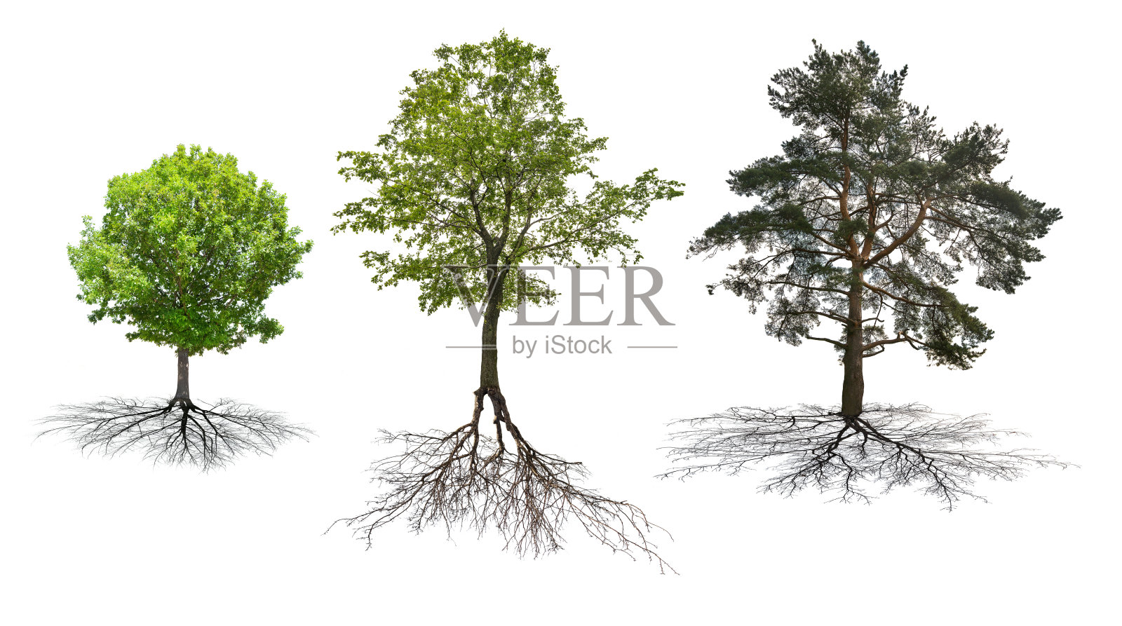 一组三棵树与根孤立在白色照片摄影图片