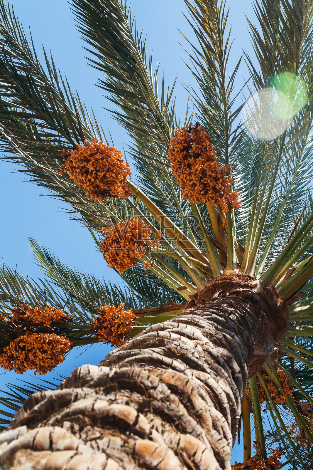 棕榈树上的枣子映衬着蓝天，特写照片摄影图片