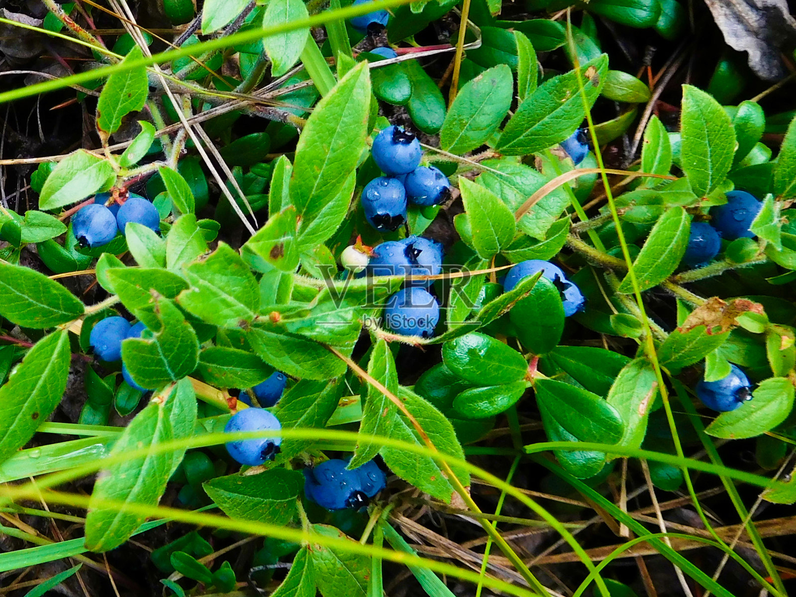 加拿大森林里的野生蓝莓照片摄影图片