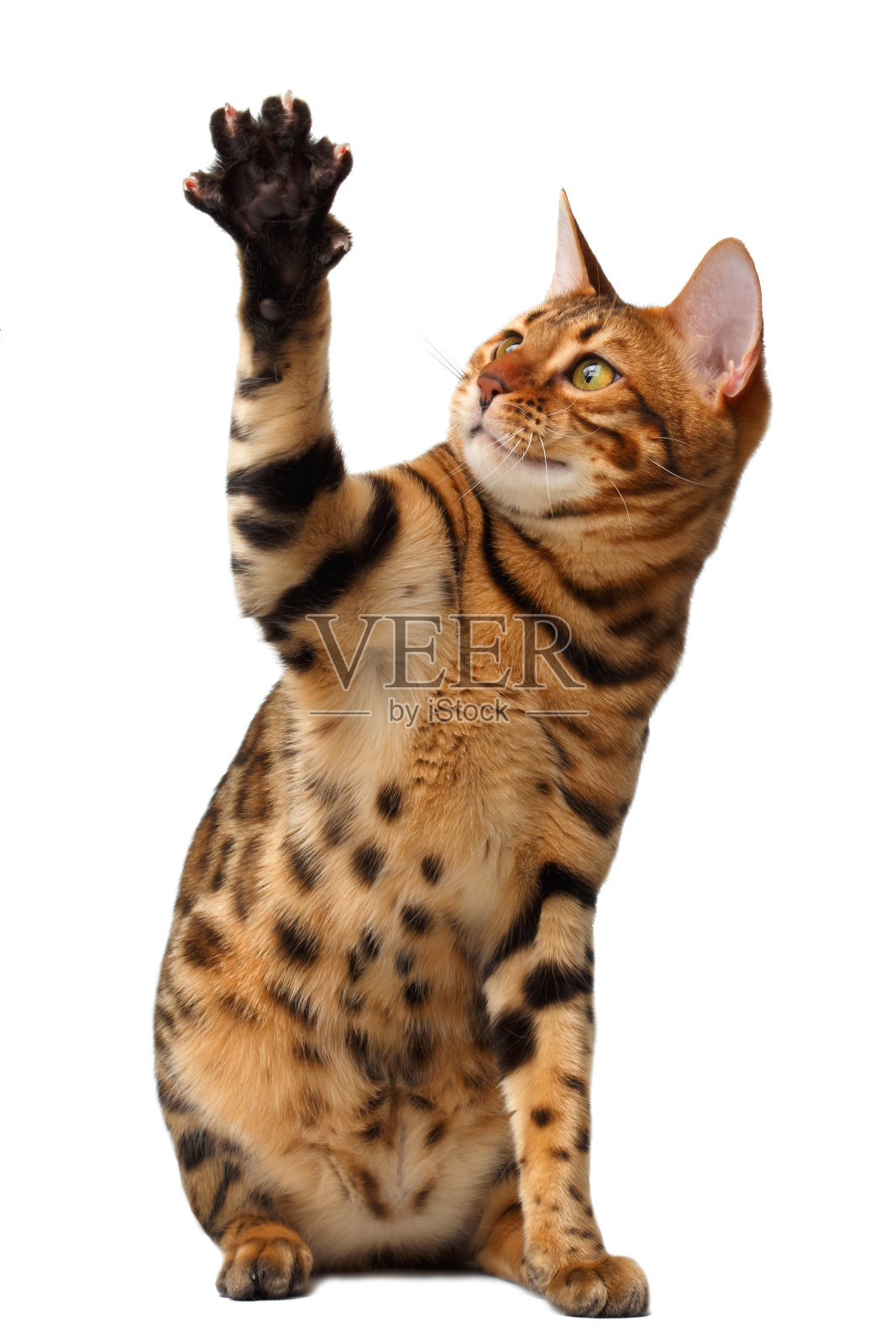 孟加拉猫举起爪子照片摄影图片