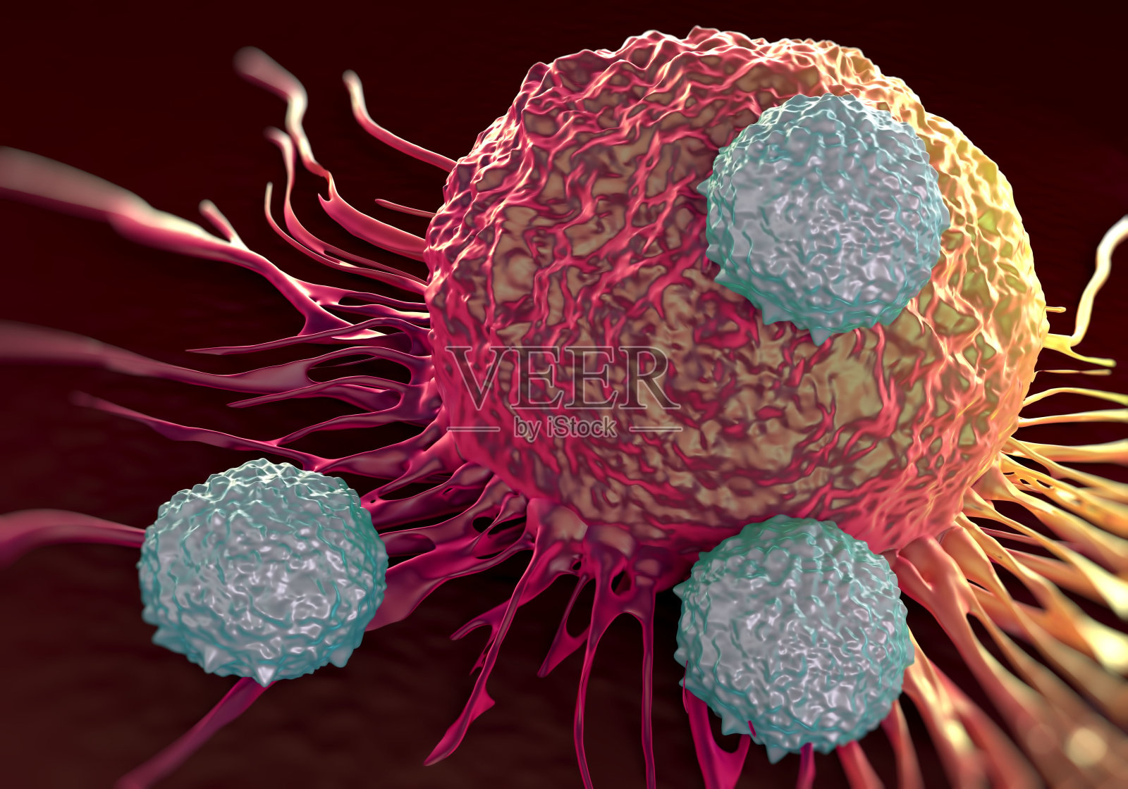 t细胞攻击癌细胞的显微照片照片摄影图片