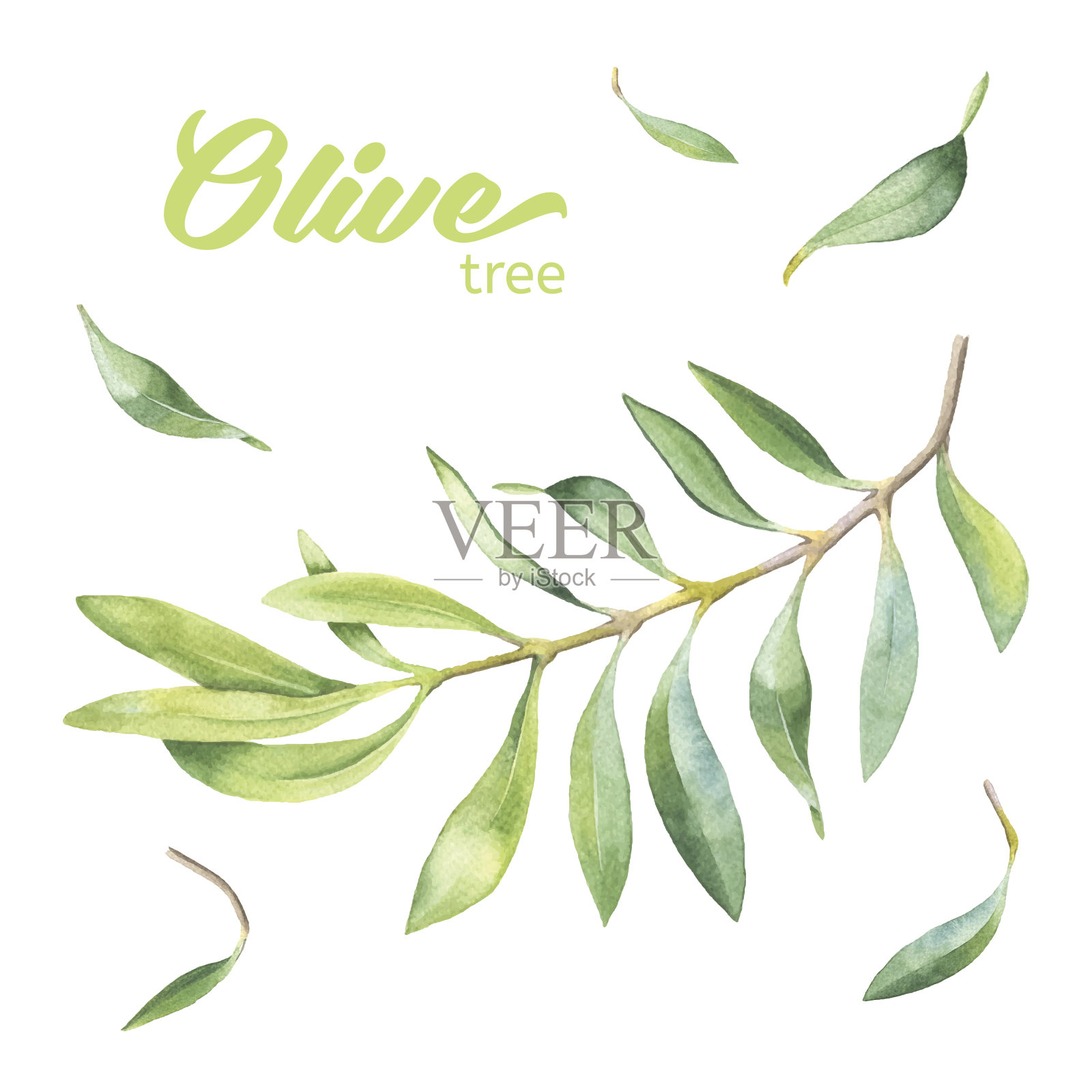 绿色水彩橄榄枝设计元素图片