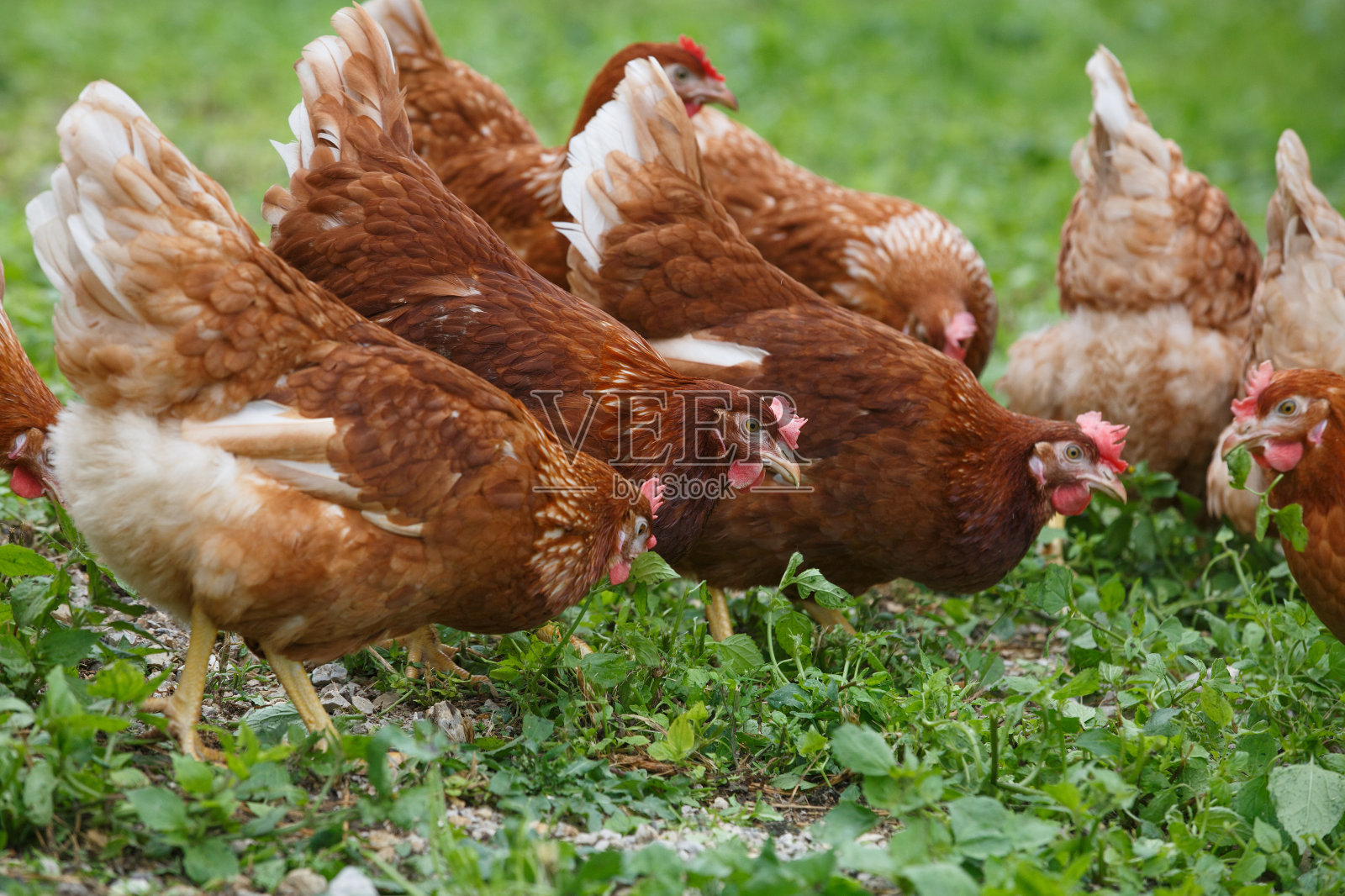 有机农场里的散养母鸡(鸡)照片摄影图片