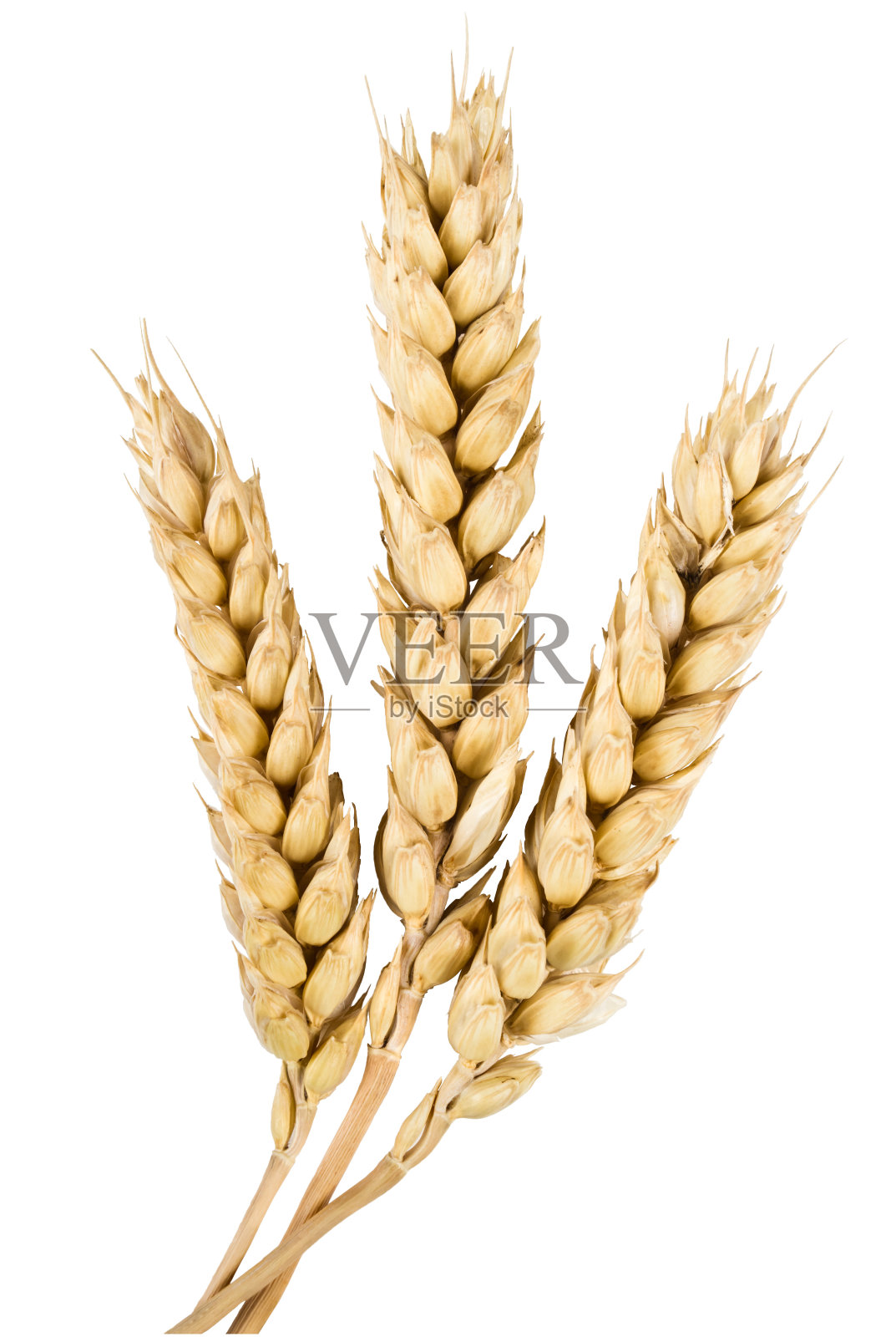 耳朵的小麦照片摄影图片