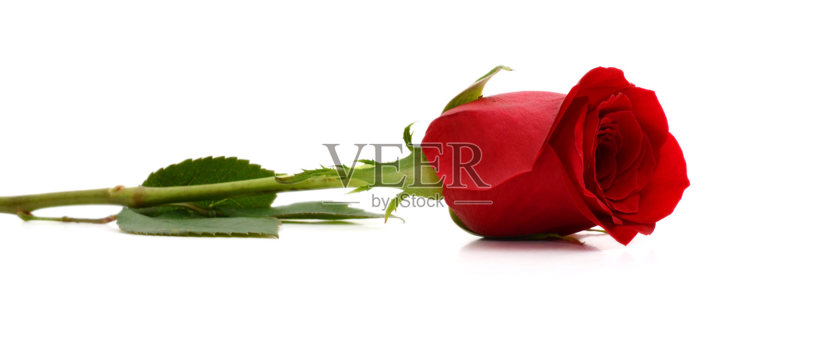 白色背景上的红玫瑰照片摄影图片