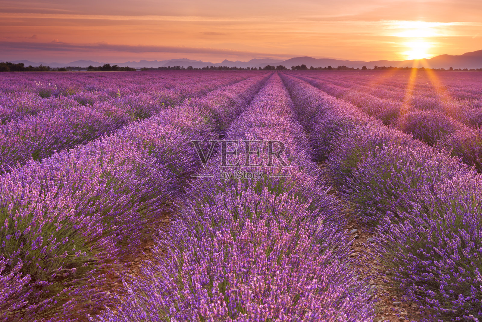日出在盛开的薰衣草田在普罗旺斯，法国照片摄影图片