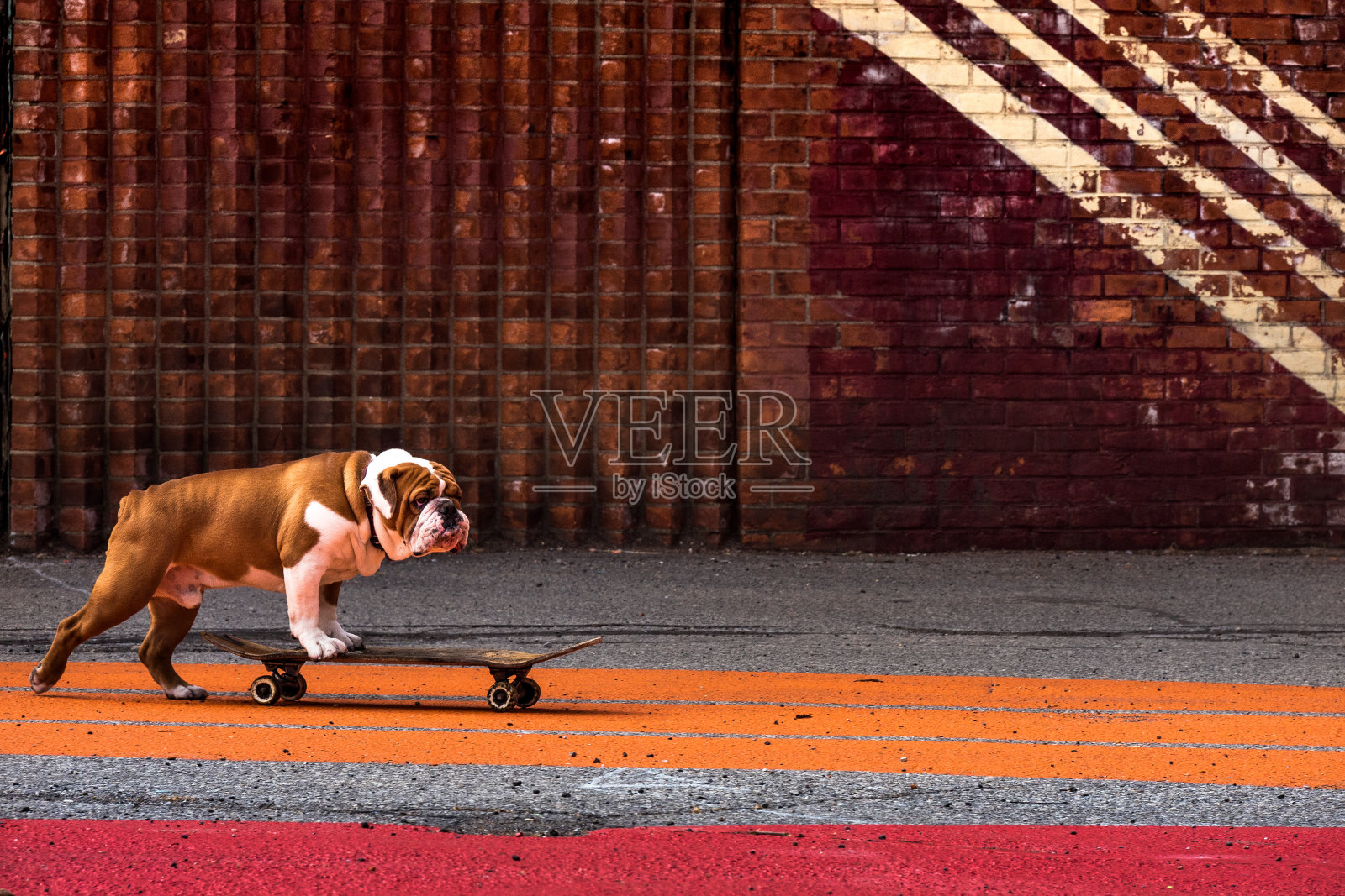 滑板的狗照片摄影图片
