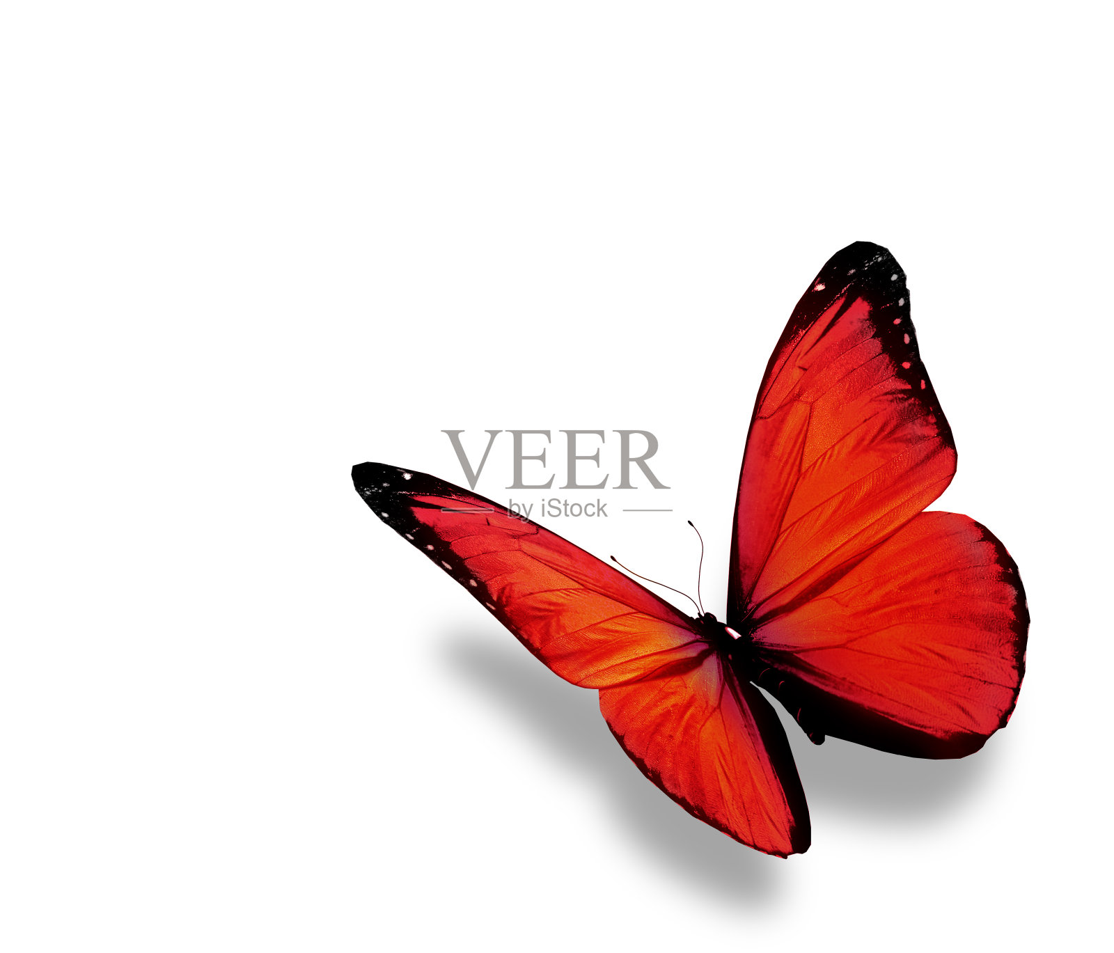 红色蝴蝶，孤立在白色背景上照片摄影图片