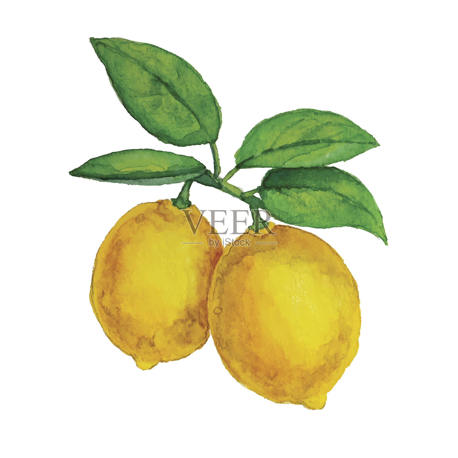 水彩柠檬挂在枝头和叶子上插画图片素材