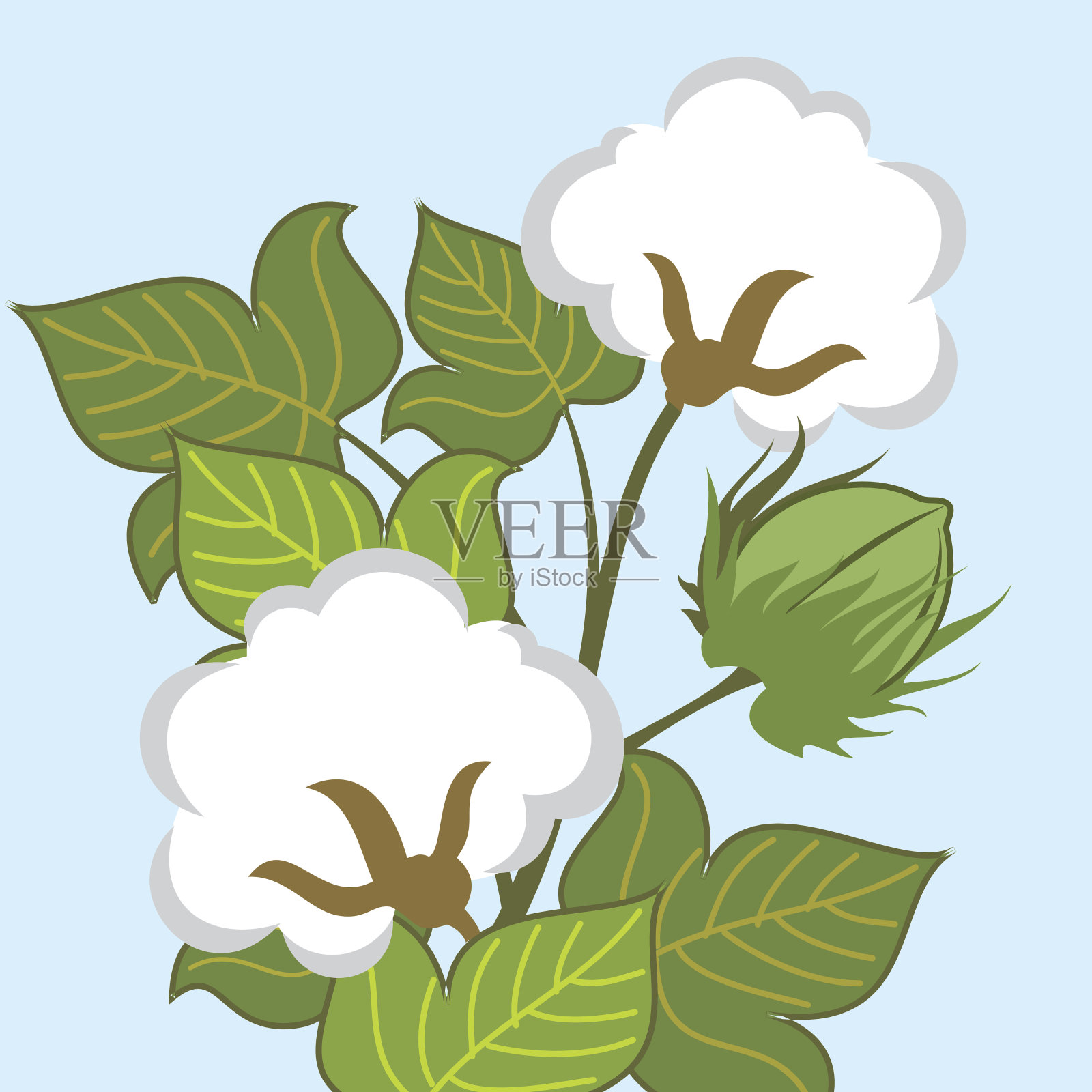 棉花植物的特写镜头插画图片素材