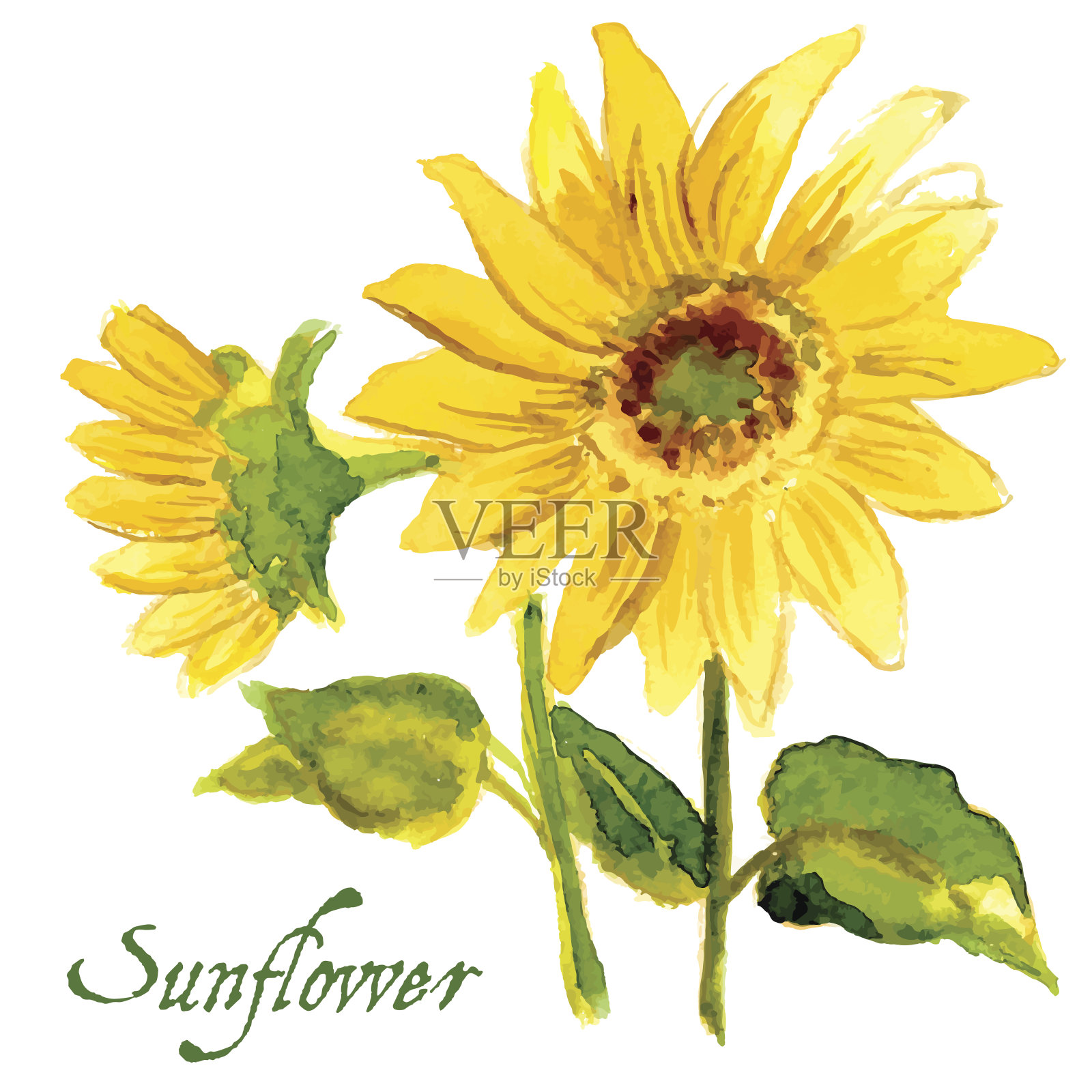 用水彩画的黄色向日葵的构图设计元素图片