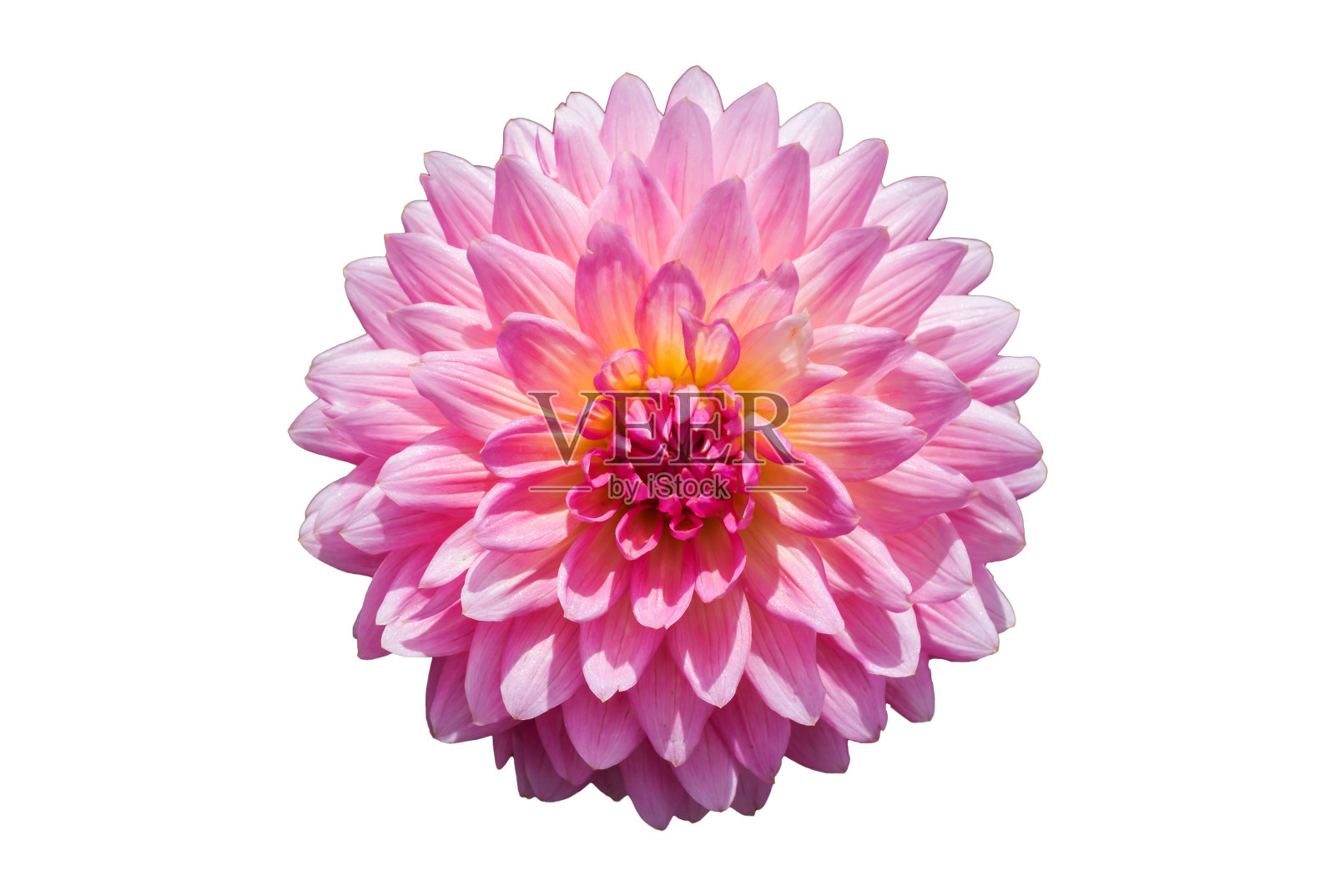 粉红色菊花花孤立在白色背景。照片摄影图片