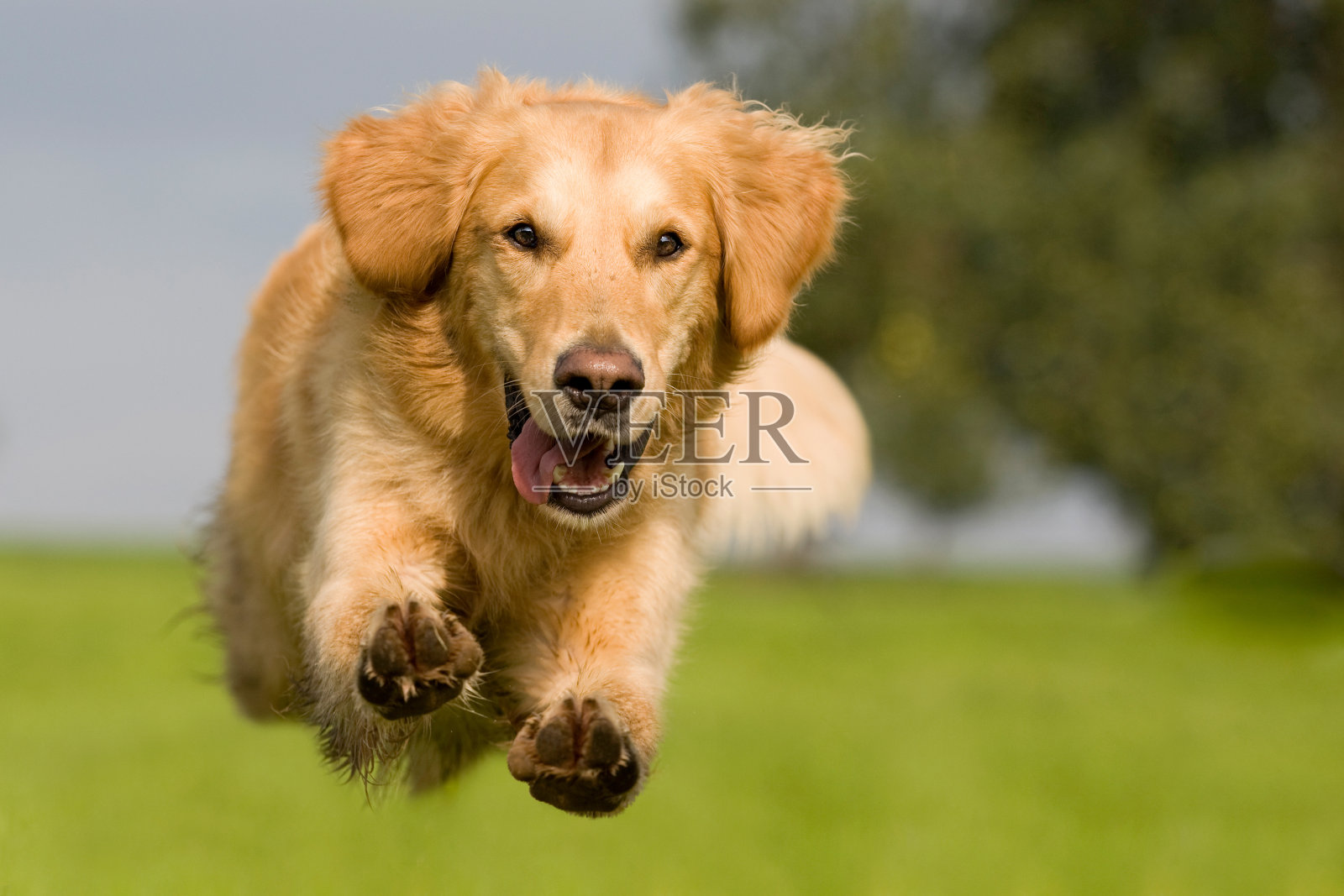 金毛猎犬跳过绿色草地照片摄影图片