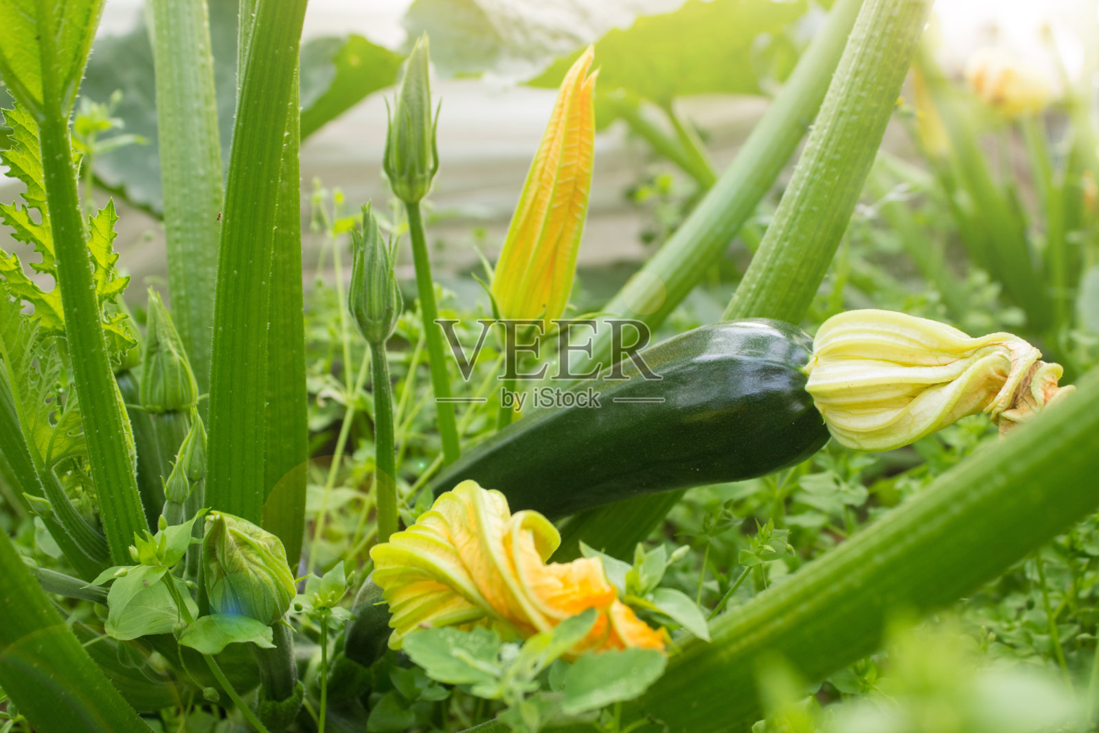菜园里的蔬菜照片摄影图片