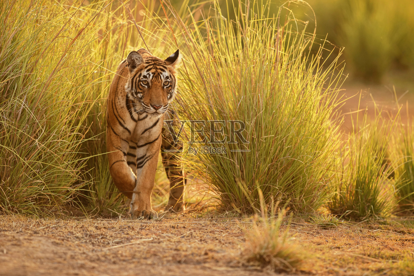 老虎在印度美丽的金色光芒中照片摄影图片