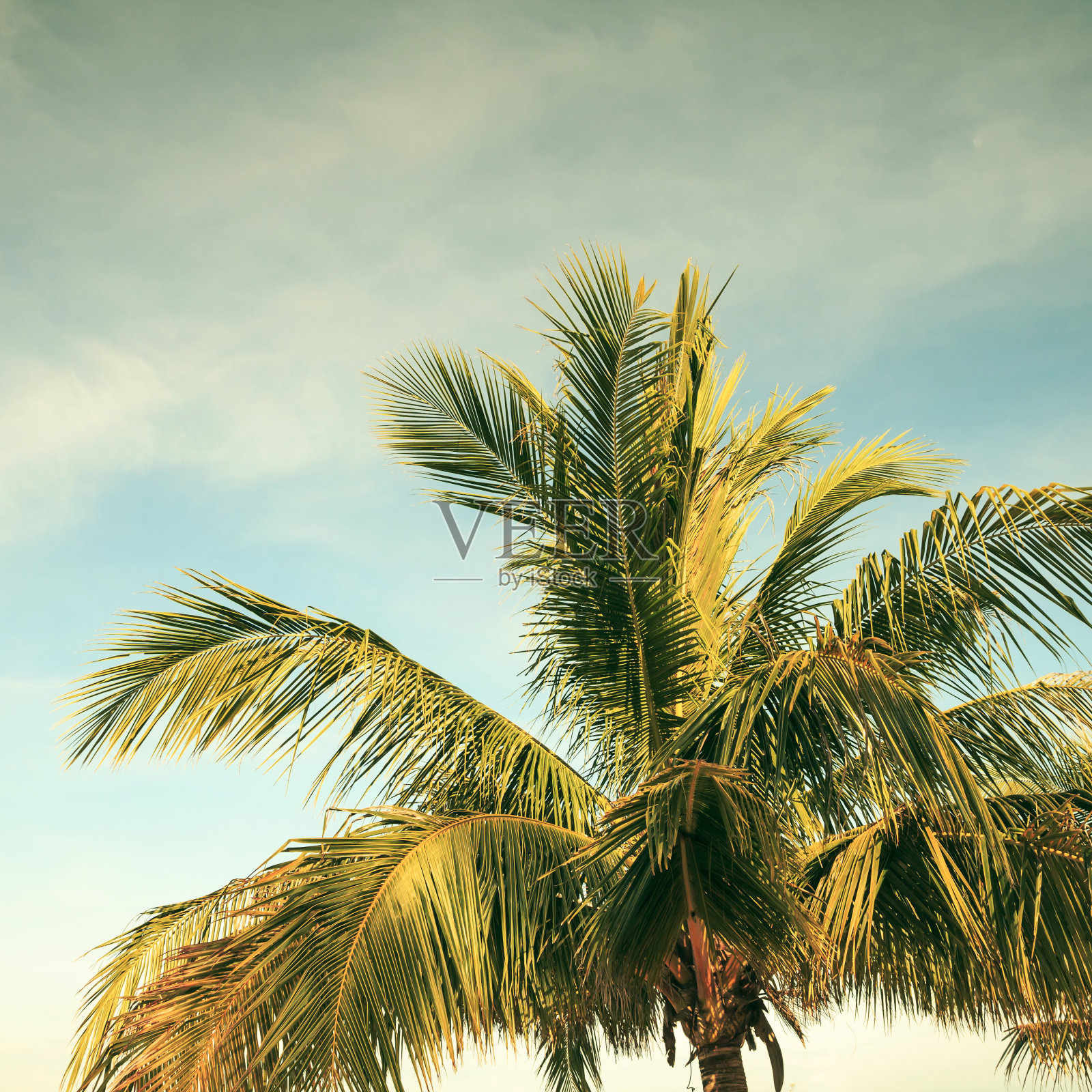 椰子棕榈树照片摄影图片