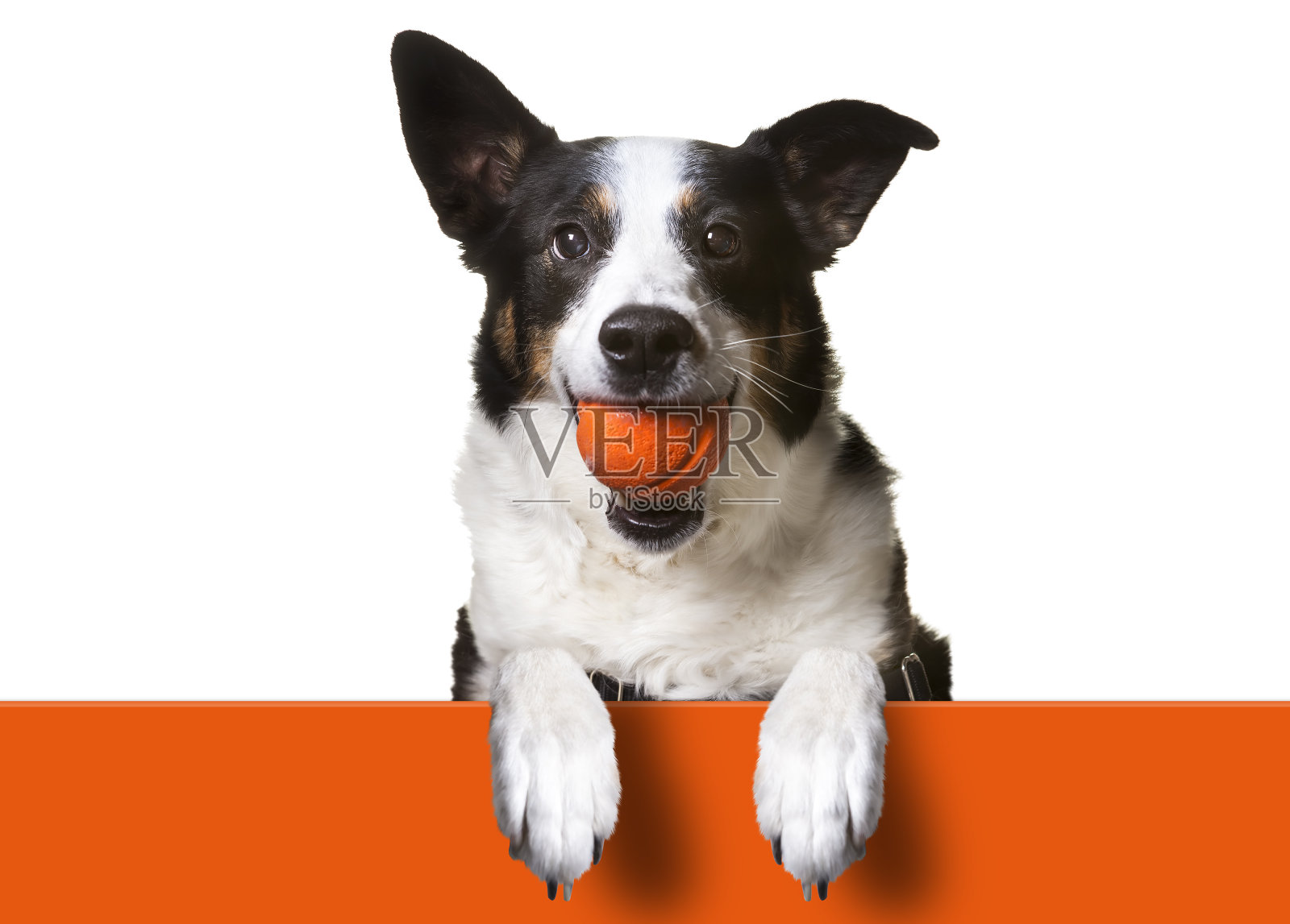 狗的爪子在橙色的标志，举着橙色的旗帜。博德牧羊犬/梗类混合犬照片摄影图片