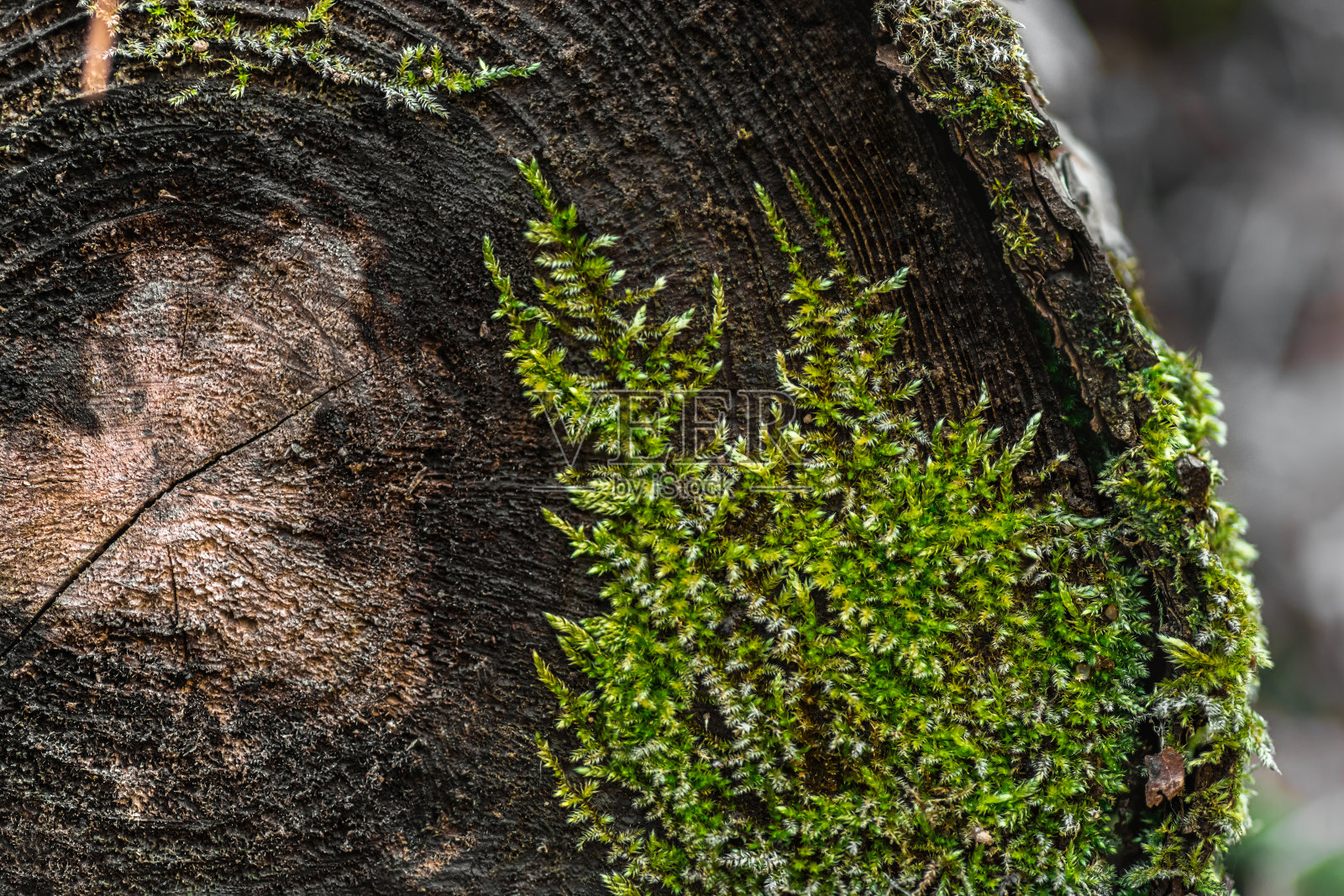 自然的纹理。一棵被砍下的树上长出的苔藓照片摄影图片