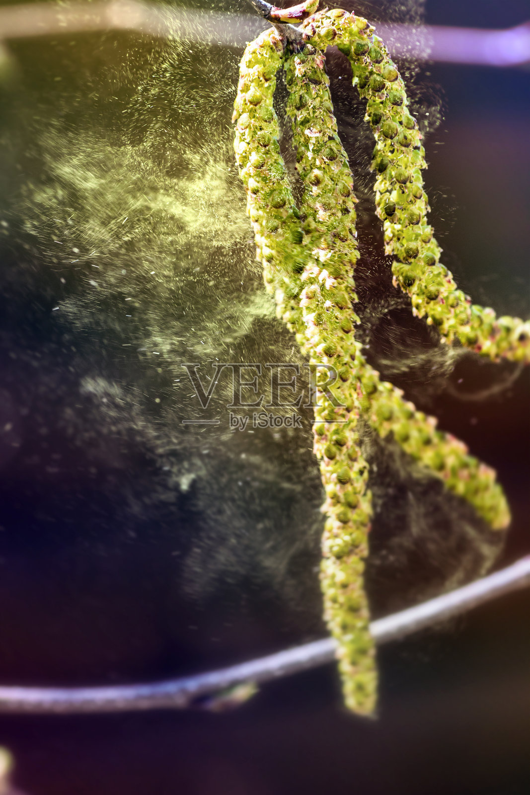 春天桦树飞絮上的花粉粒照片摄影图片