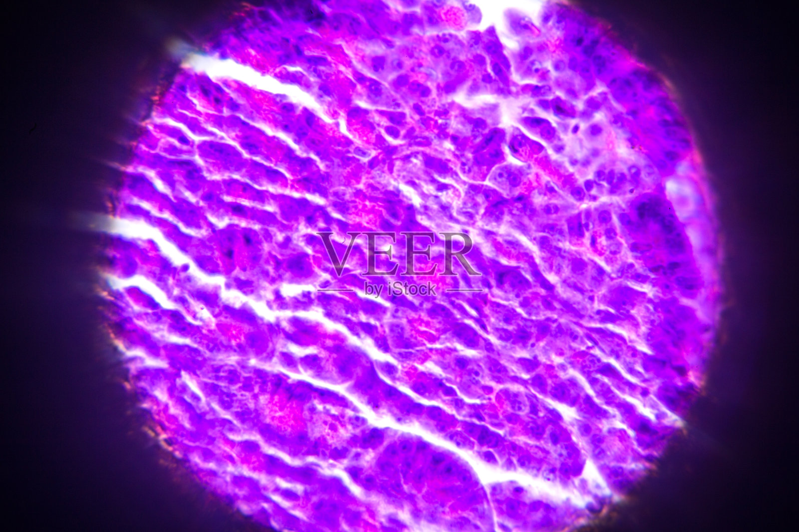 显微镜下胰腺横切面照片摄影图片