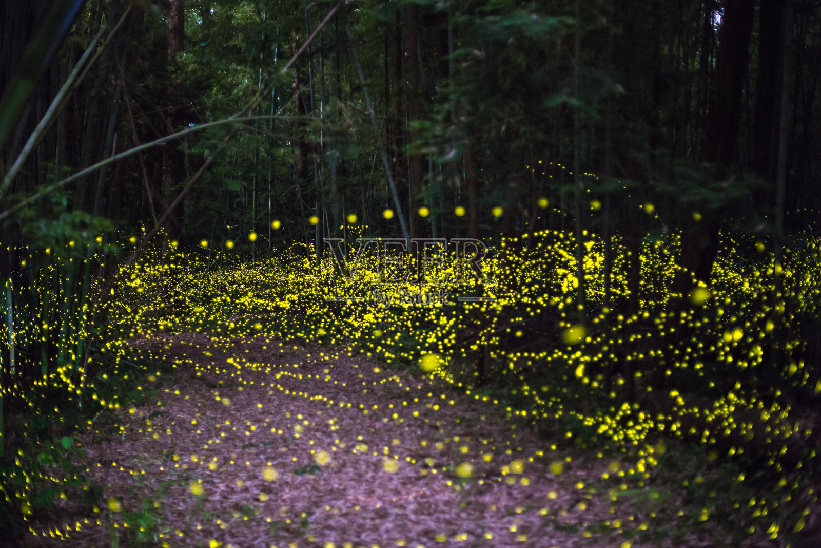 萤火虫夜间在森林里飞照片摄影图片