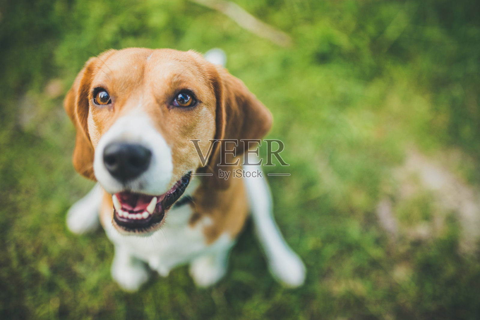 Beagle Dog Puppy - Free photo on Pixabay
