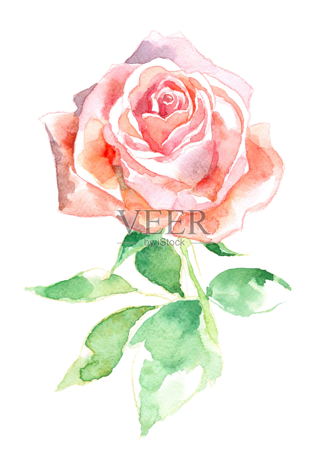 水彩玫瑰插画图片素材
