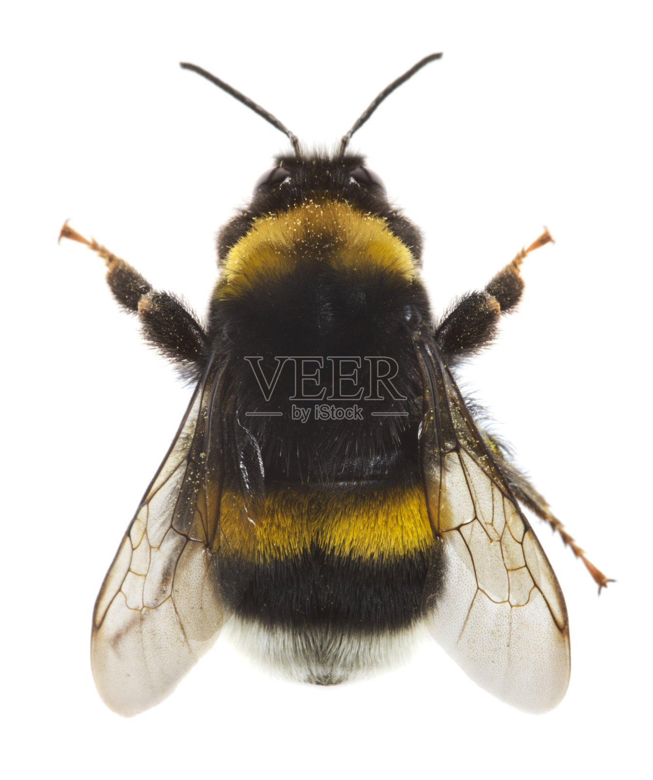 大黄蜂照片摄影图片