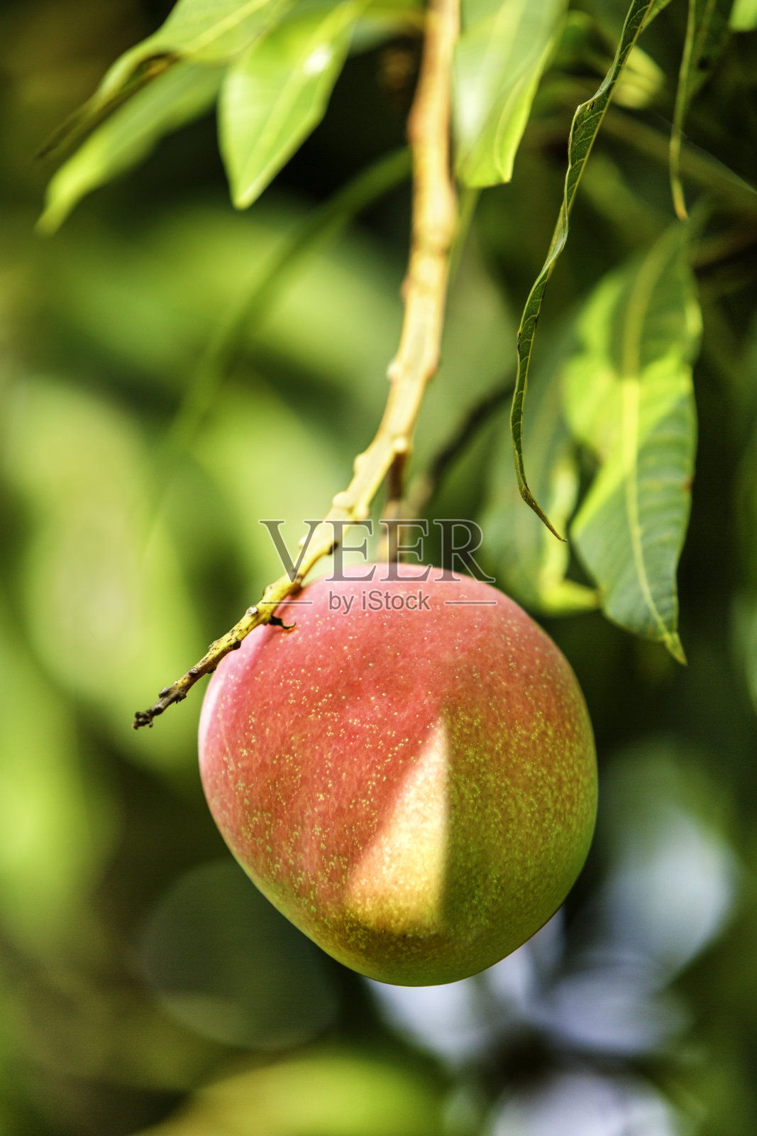 热带水果-成熟的芒果生长在树上照片摄影图片