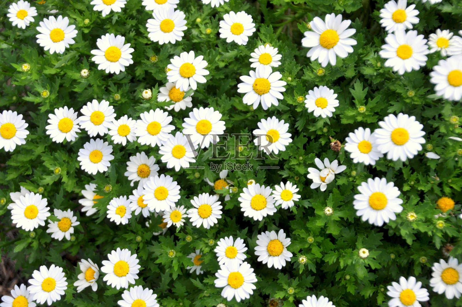 花园里的白色雏菊照片摄影图片