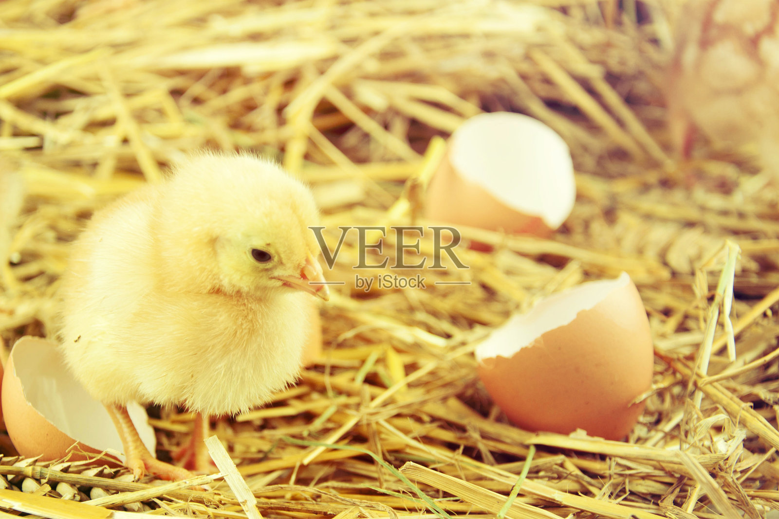 干草里的小鸡带着蛋壳。照片摄影图片
