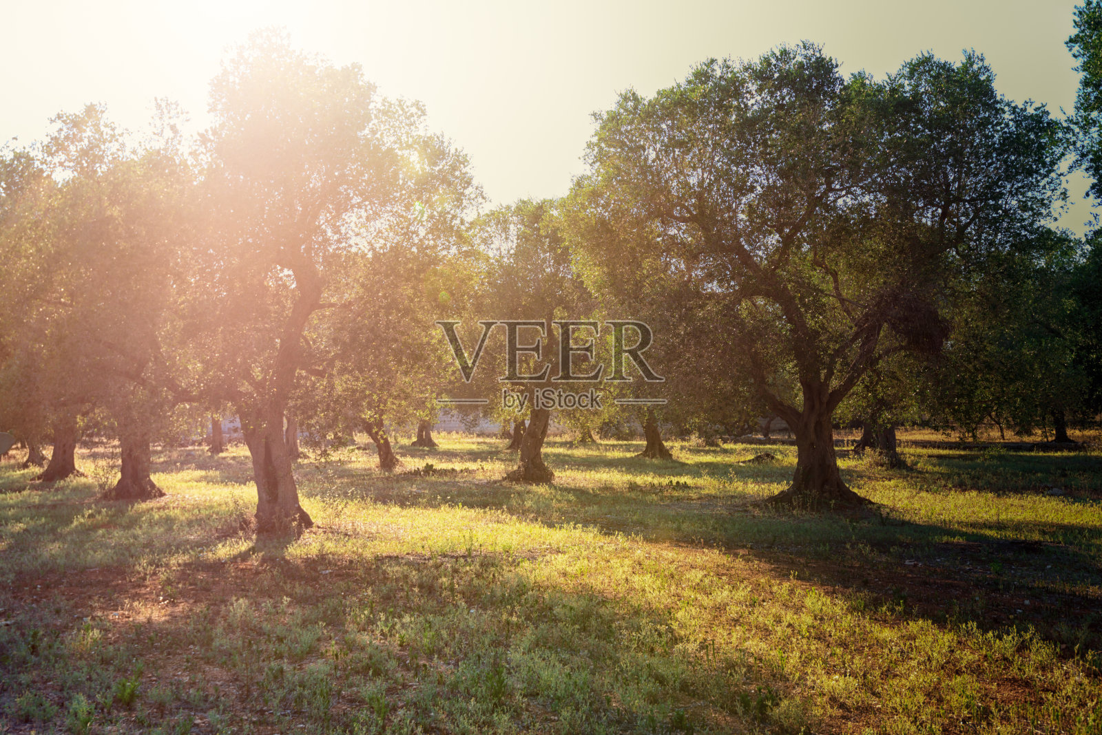 意大利南部普利亚橄榄种植园清晨的阳光。照片摄影图片