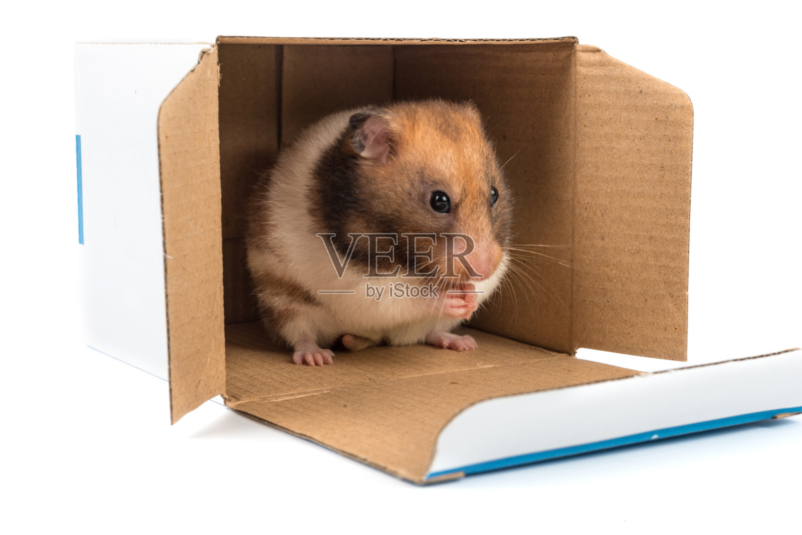 金色的仓鼠坐在盒子里清洁皮毛照片摄影图片