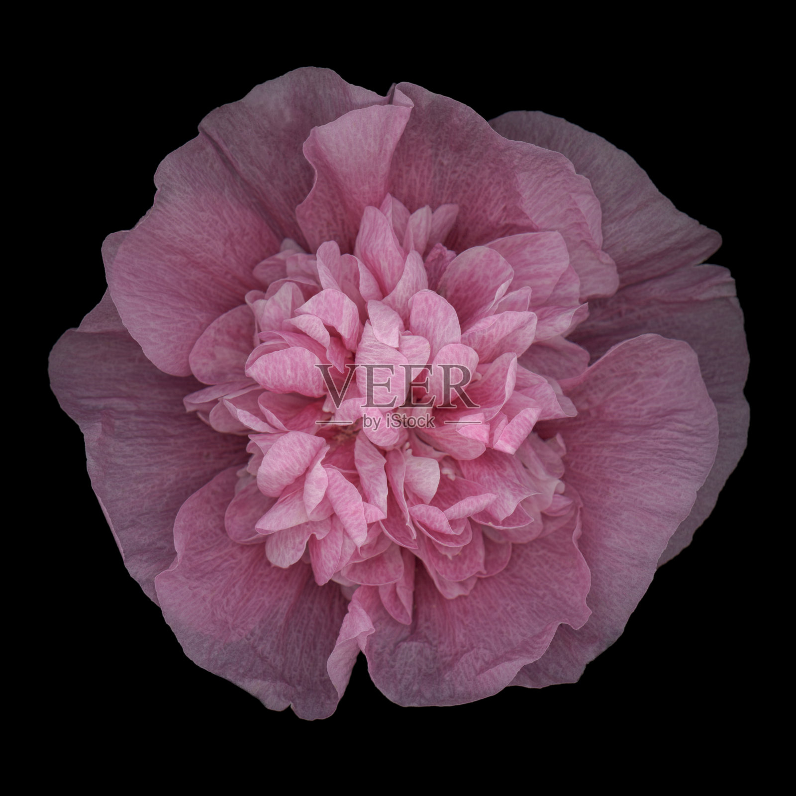 XXXL:在黑色背景下孤立的粉红色蜀葵照片摄影图片