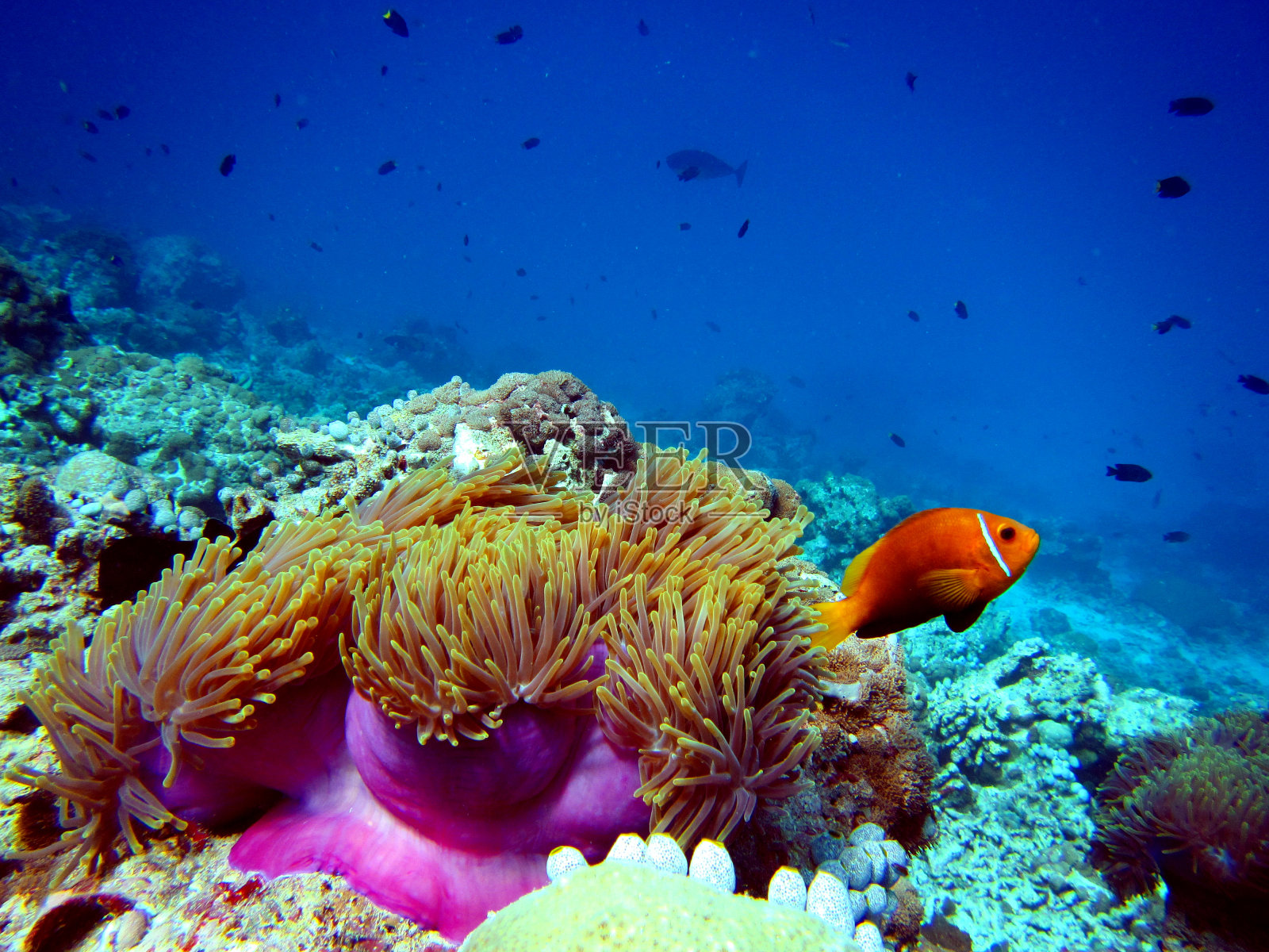 小丑鱼和海葵照片摄影图片