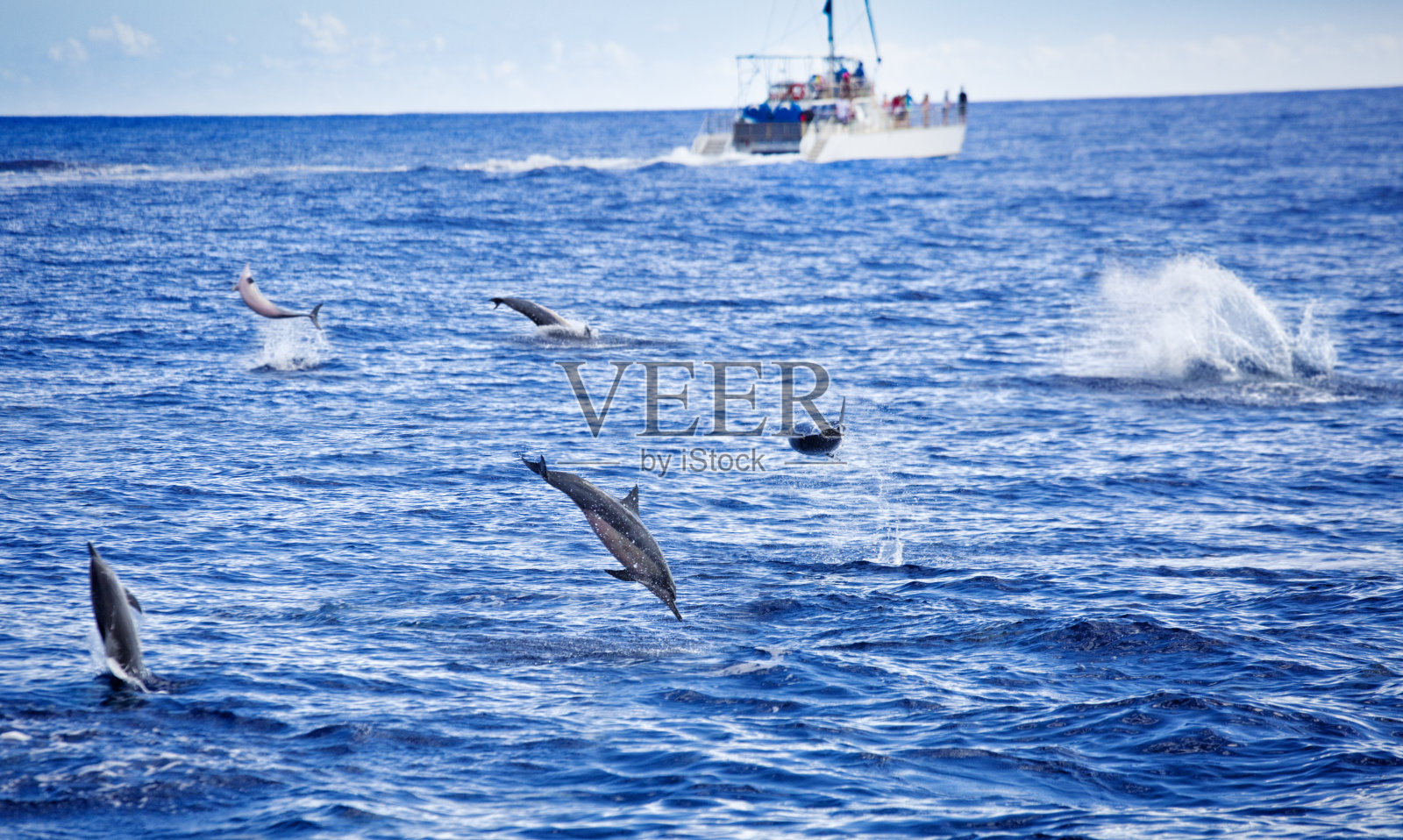观看海豚游船与旋转海豚跳跃照片摄影图片