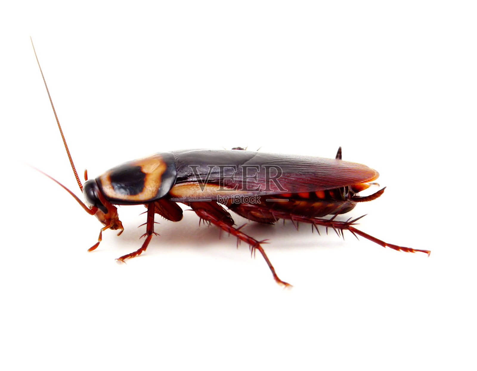 美国蟑螂照片摄影图片