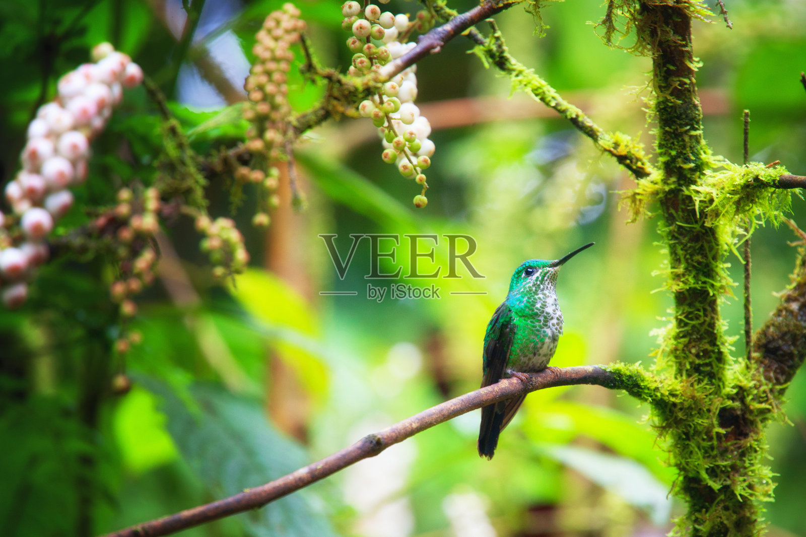 蜂鸟在热带雨林照片摄影图片