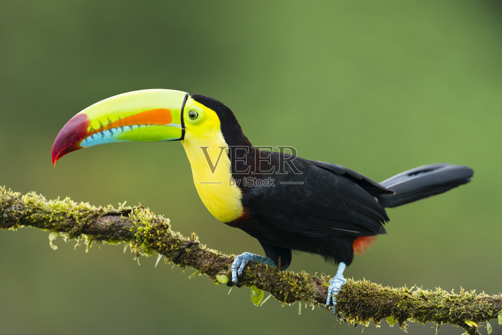 巨嘴鸟，哥斯达黎加的野生鸟类照片摄影图片
