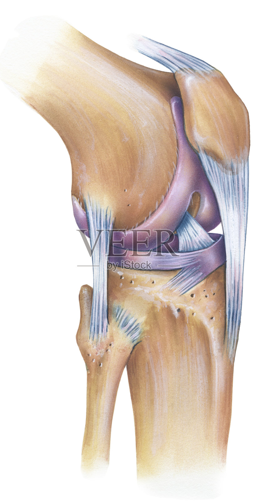 膝关节-前外侧视图插画图片素材