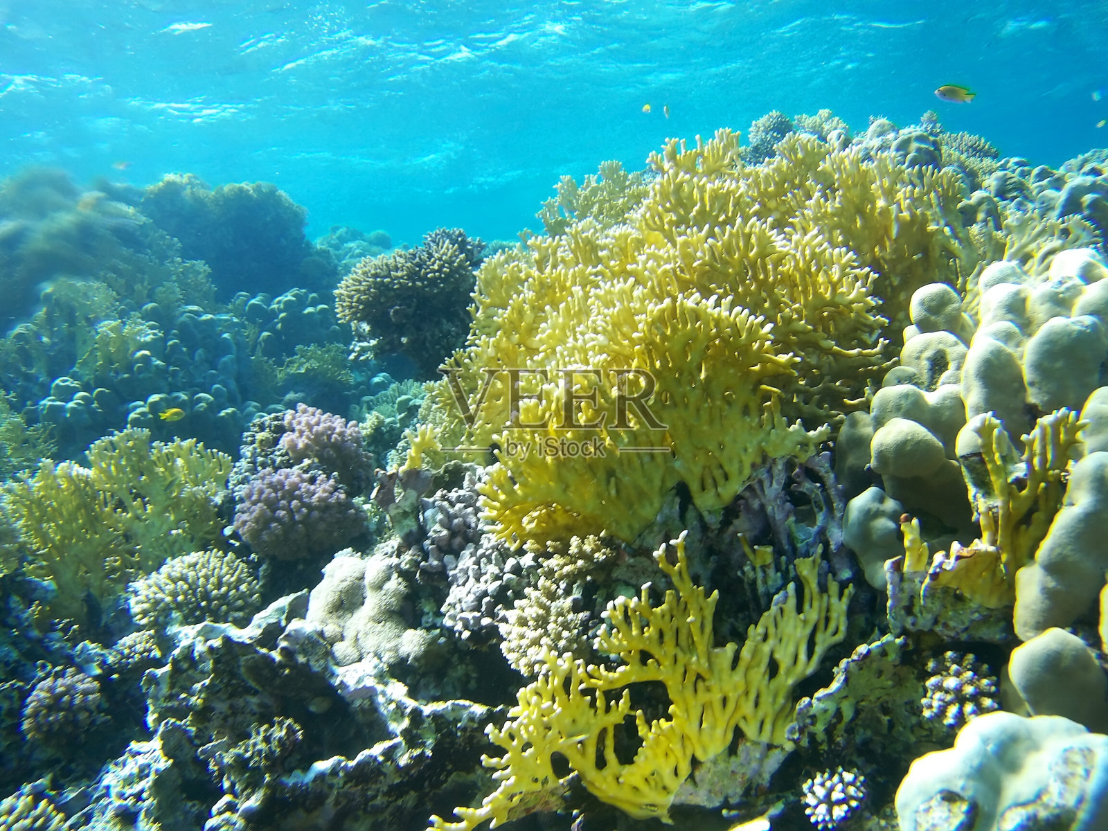 珊瑚花园照片摄影图片
