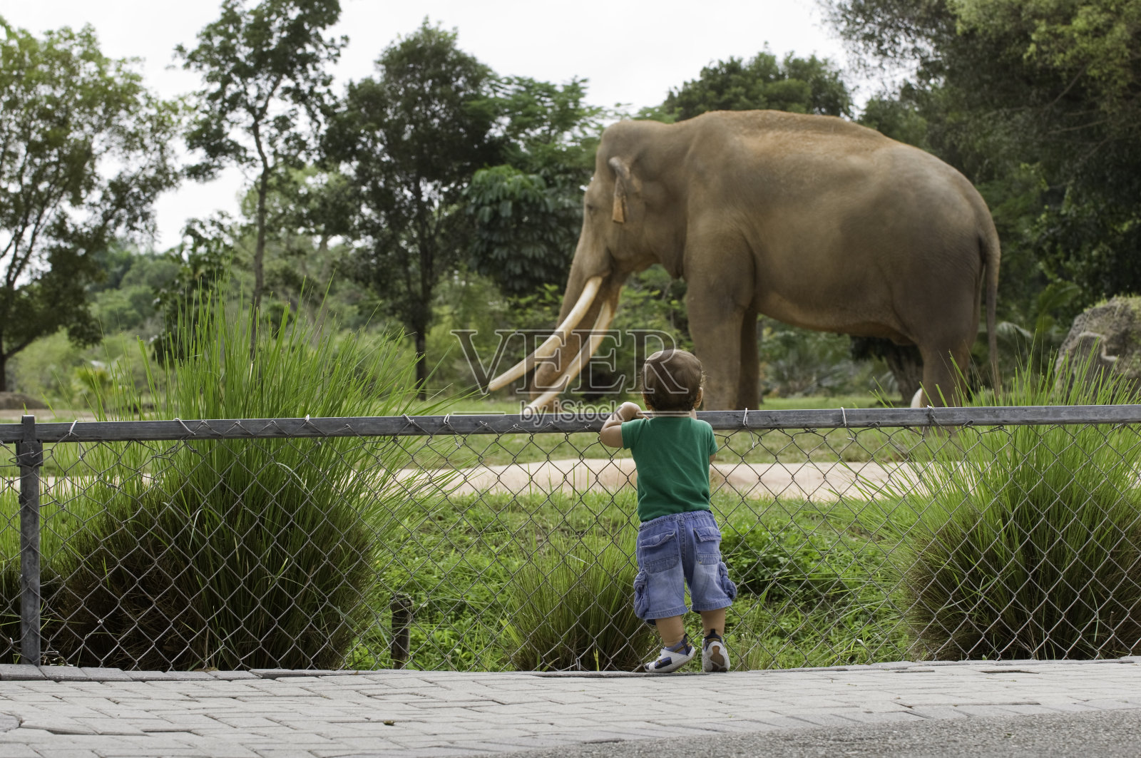 蹒跚学步的小男孩在动物园看大象照片摄影图片